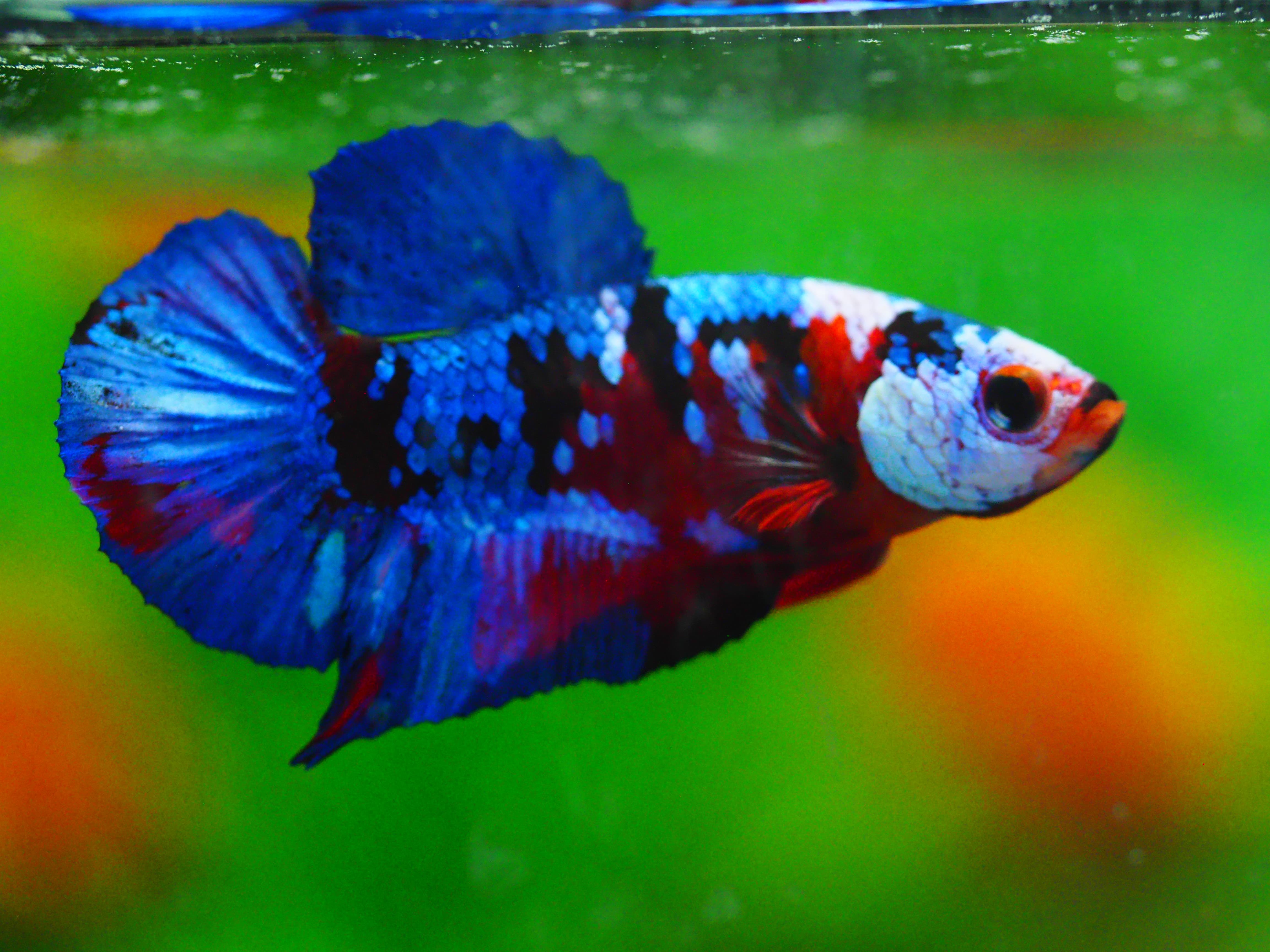 HMPK KOI GALAXY MALE GRADE A +++