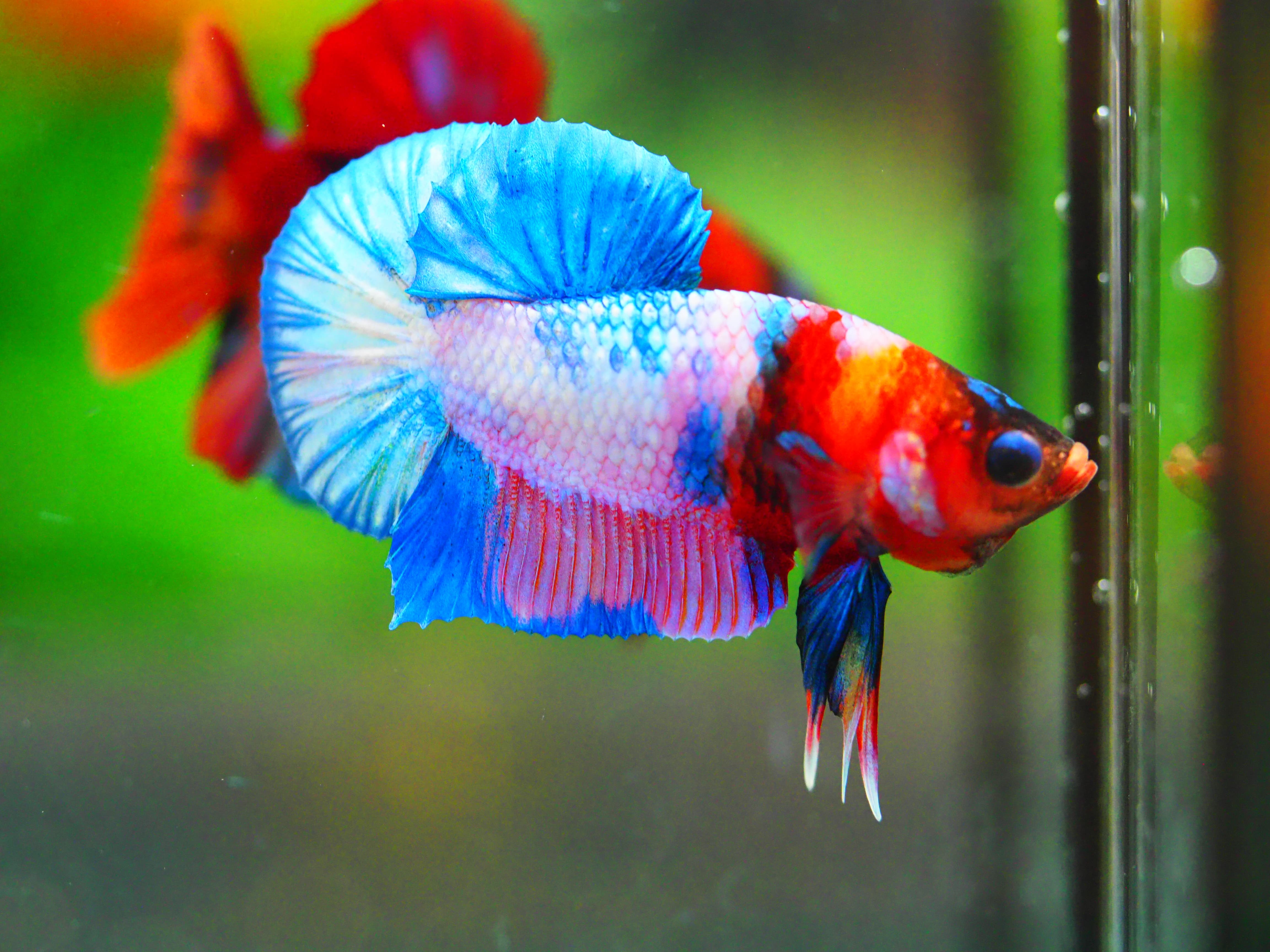 HMPK FANCY MALE GRADE A +++