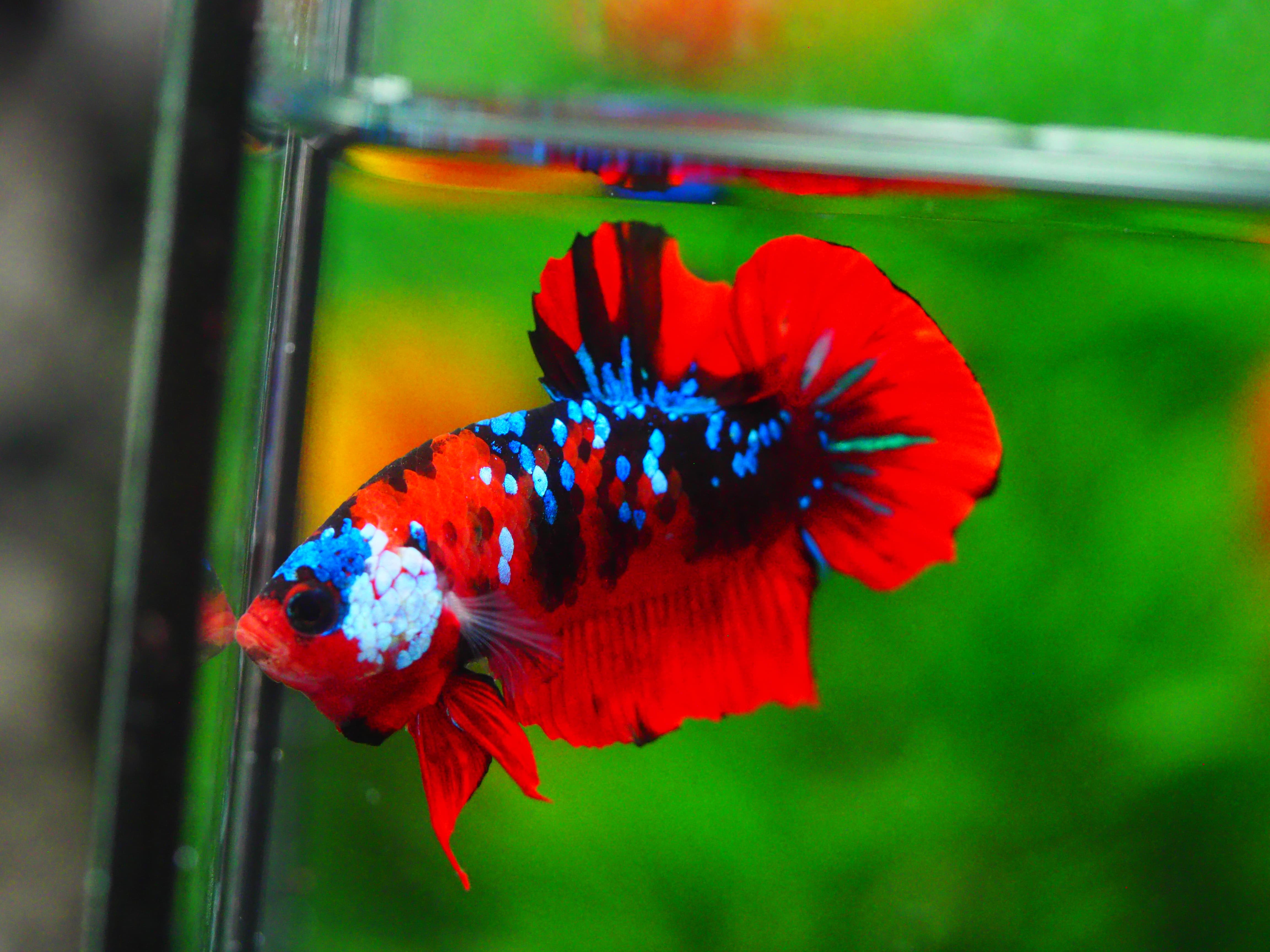 HMPK KOI GALAXY MALE GRADE A +++