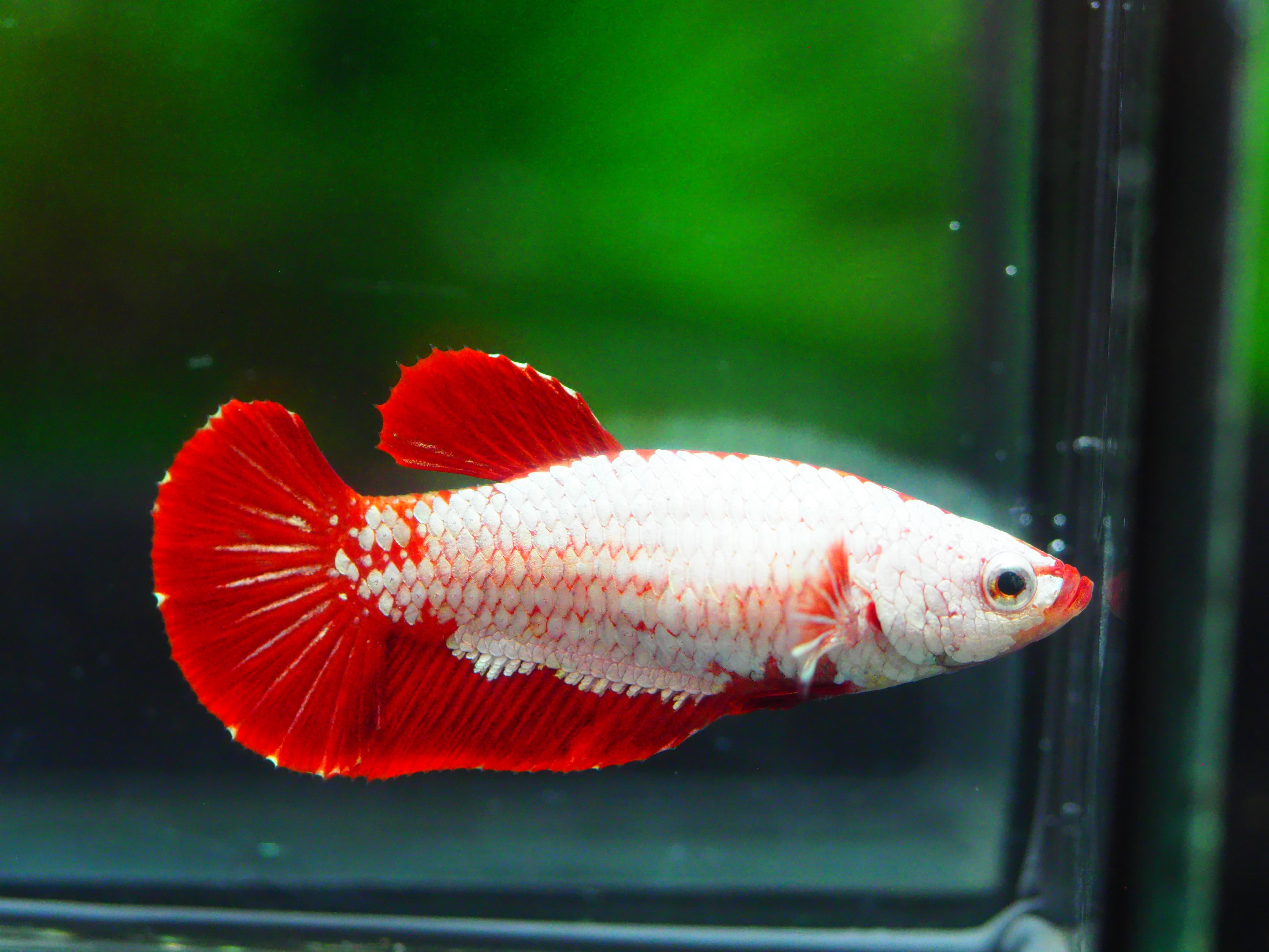 HMPK RED DRAGON FEMALE GRADE A +++