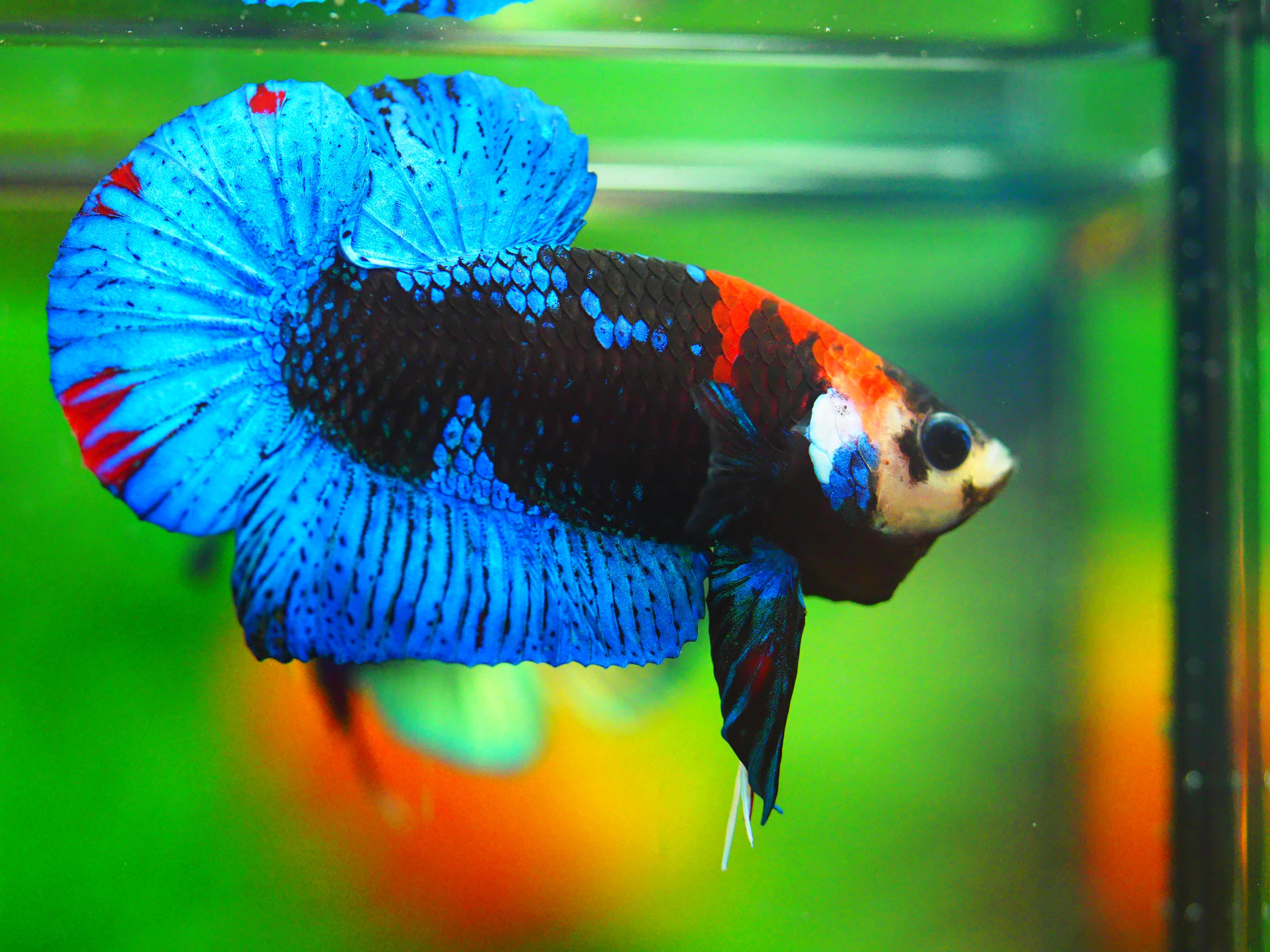 HMPK KOI GALAXY MALE GRADE A +++