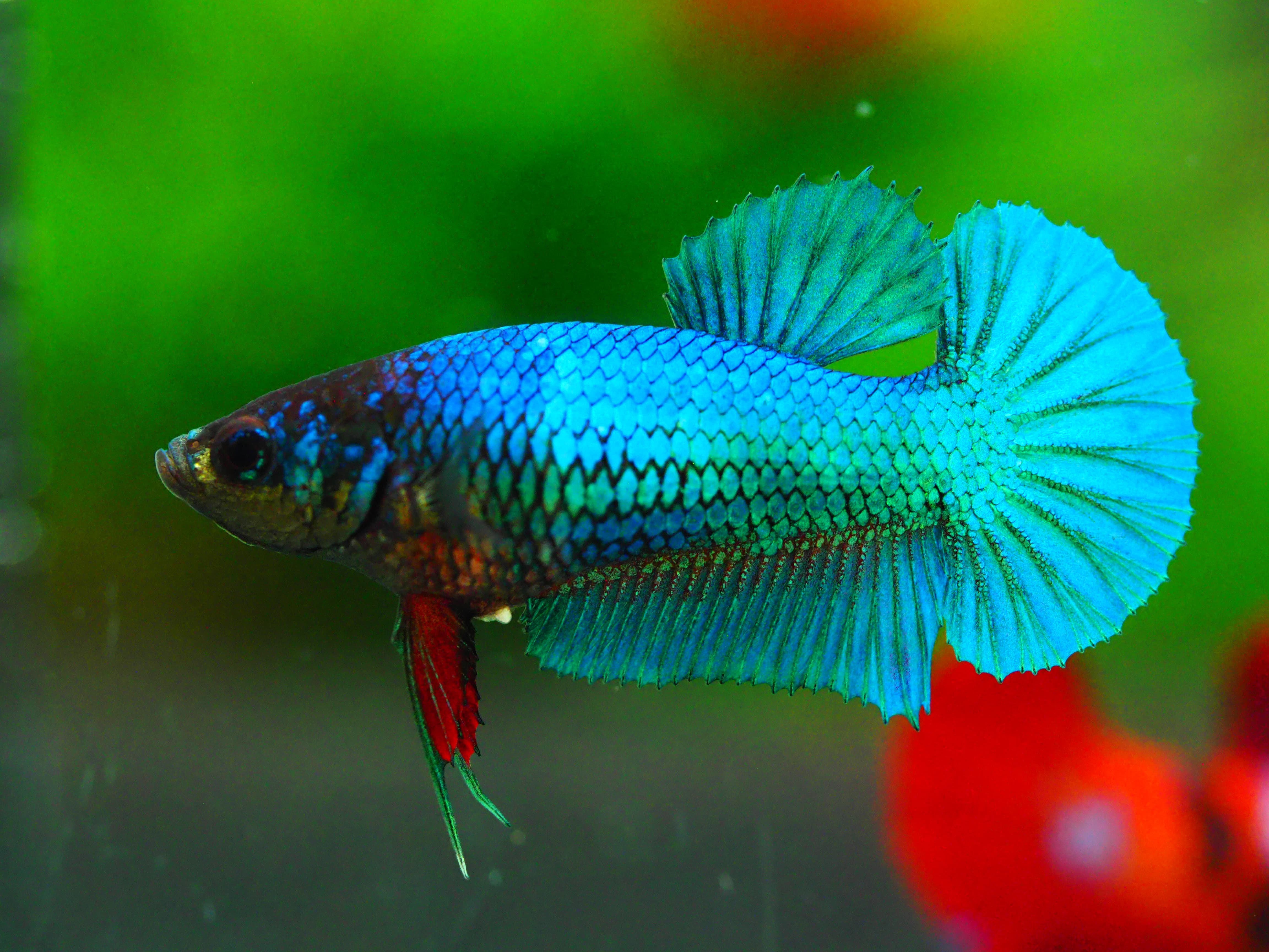 HMPK KOI FANCY FNMALE GRADE A +++