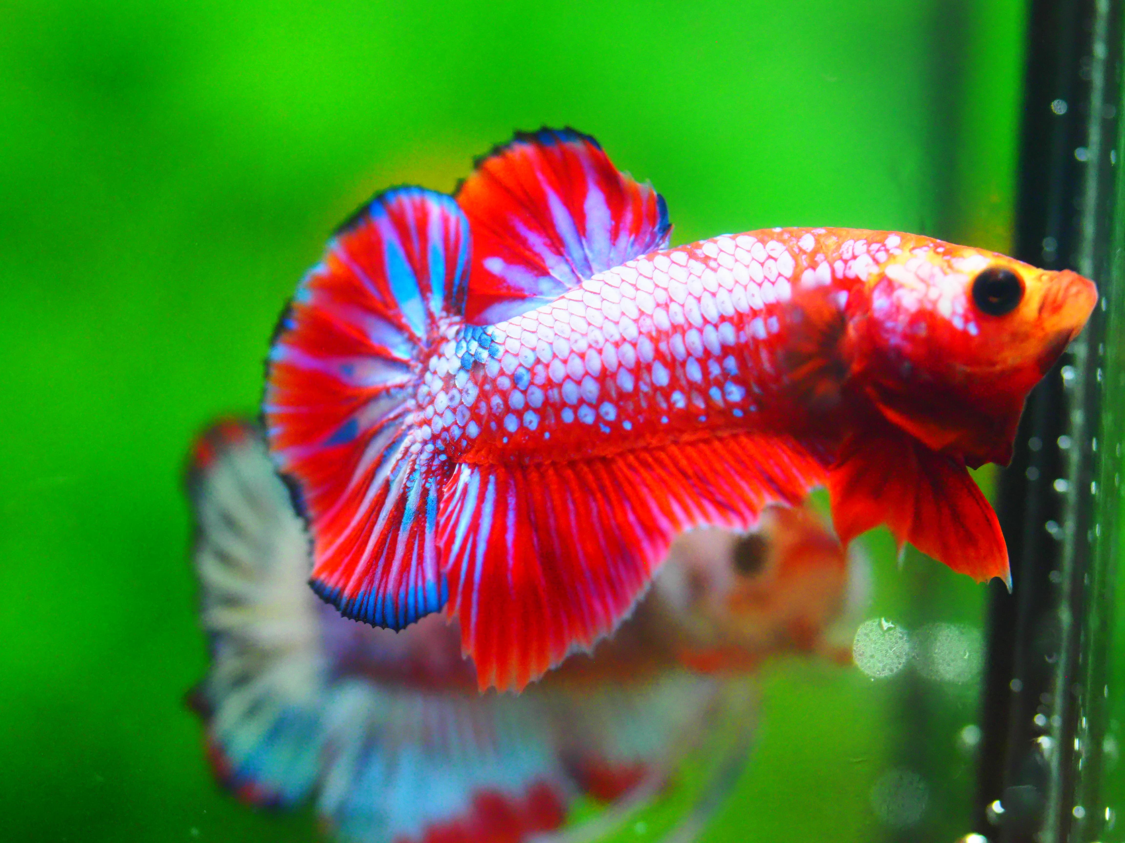 HMPK FANCY MALE GRADE A +++