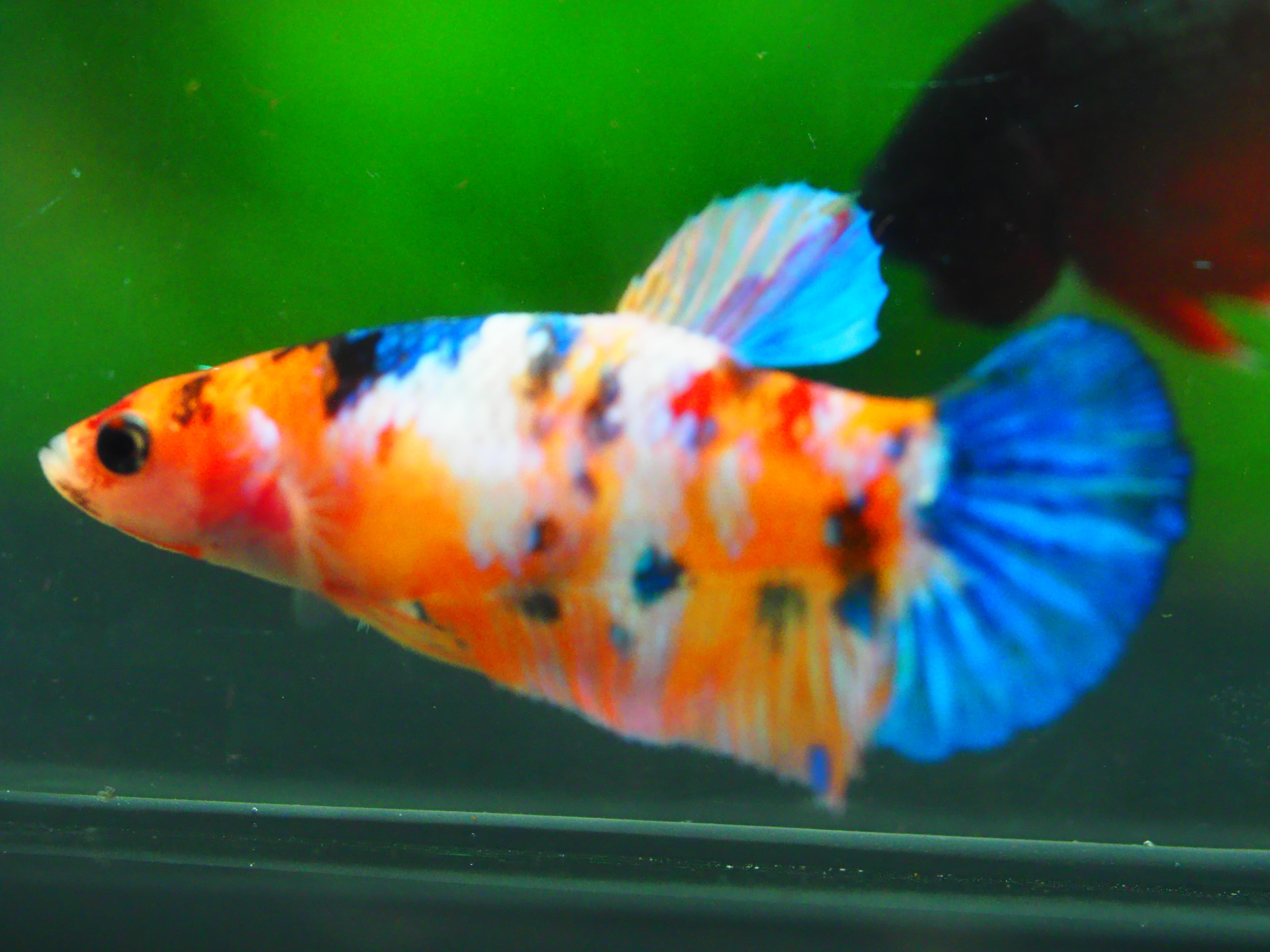 HMP KOI GALAXY FN MALE GRADE A +++