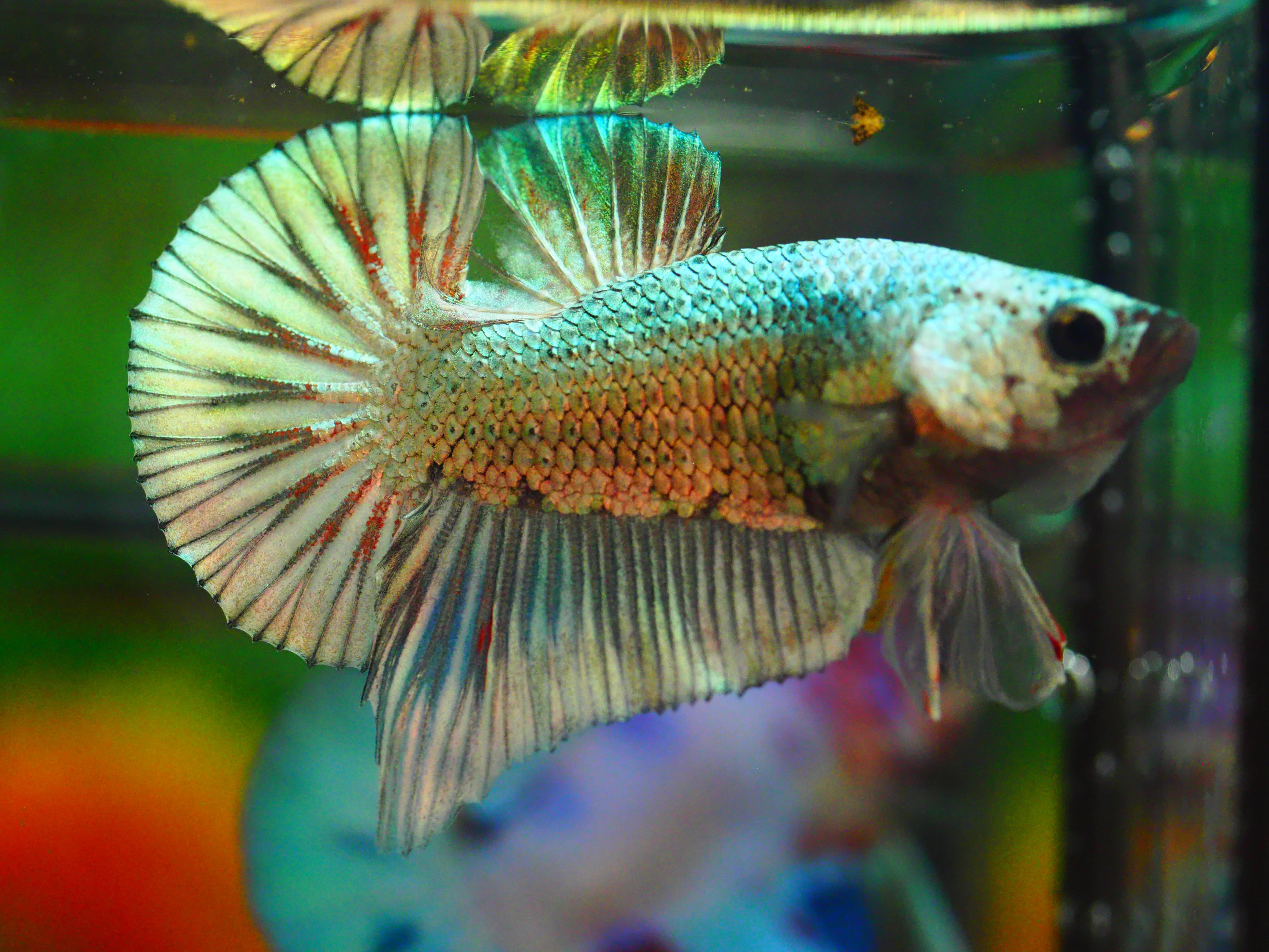 HMPK COPPER MALE GRADE A +++