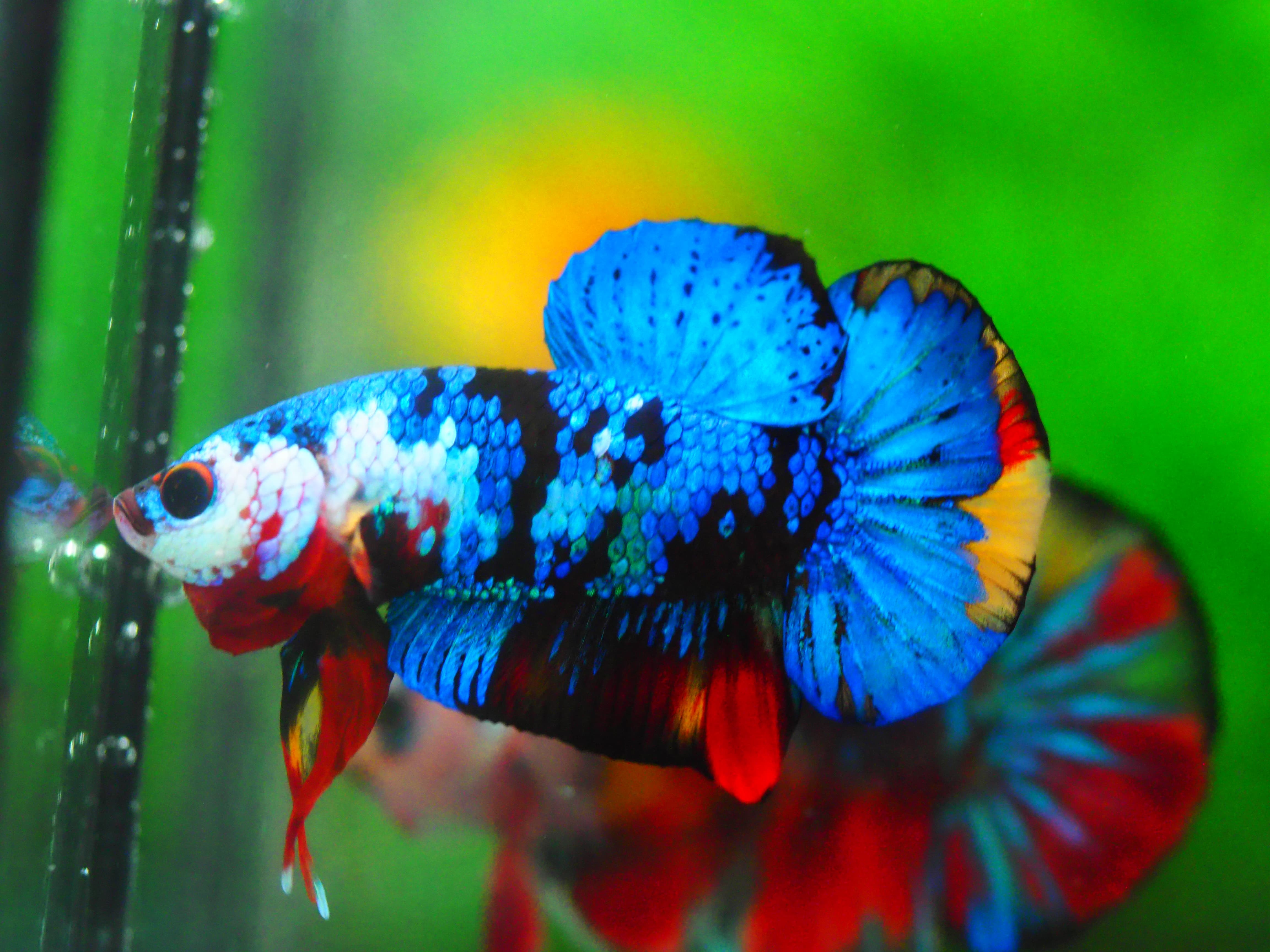 HMPK KOI GALAXY MALE GRADE A +++