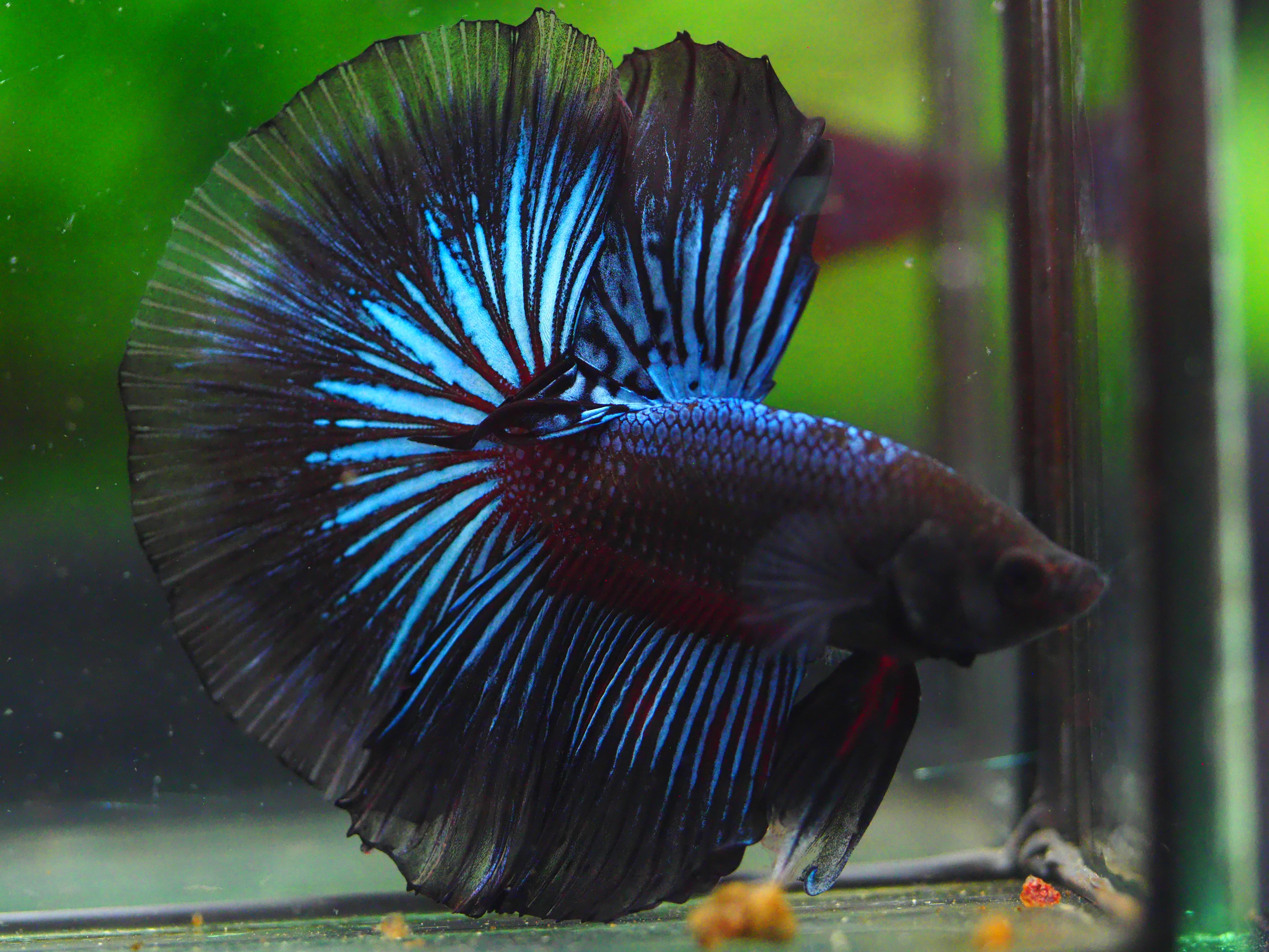 HM FANCY MALE GRADE A +++