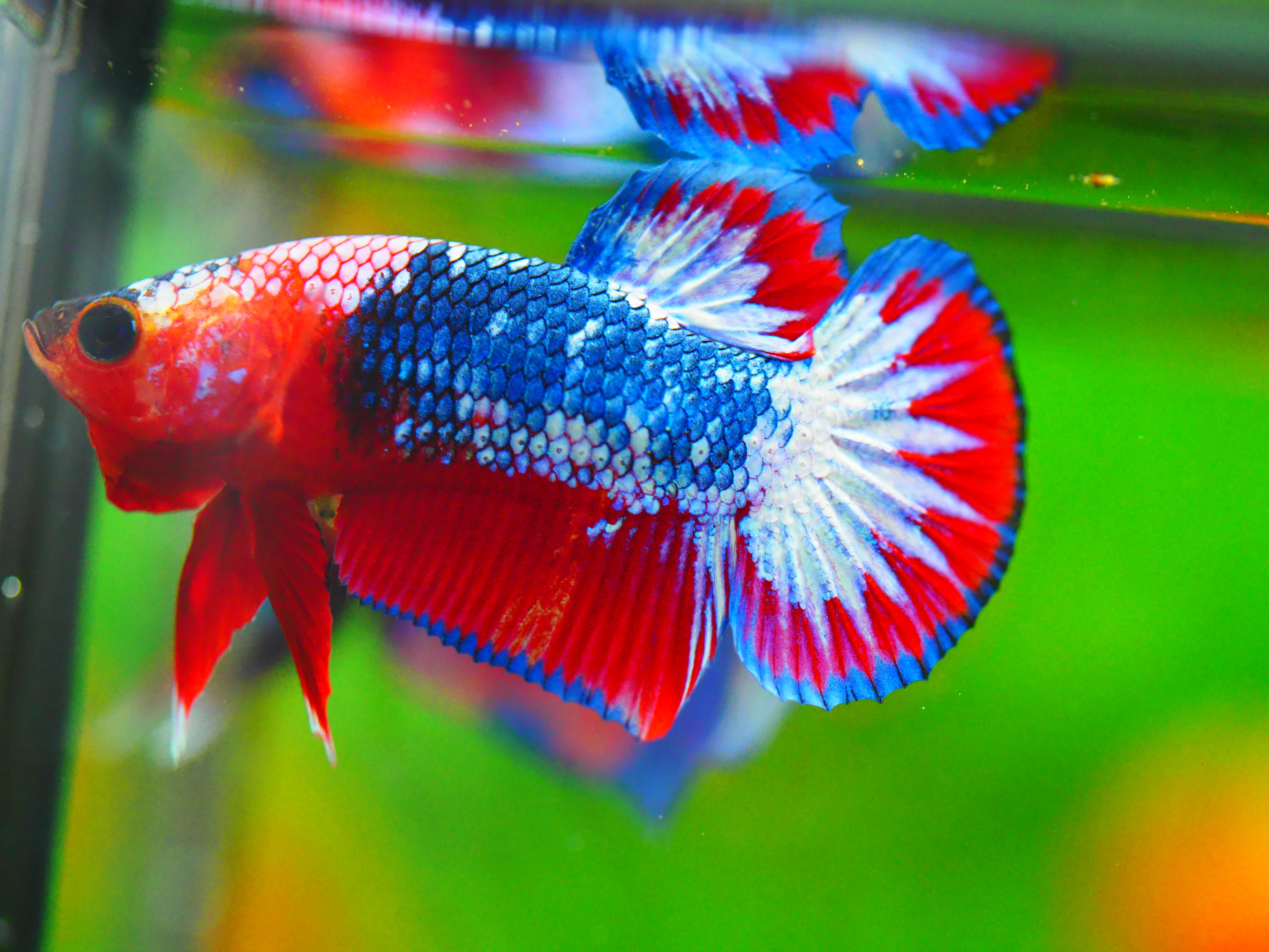 HMPK FANCY MALE GRADE A +++