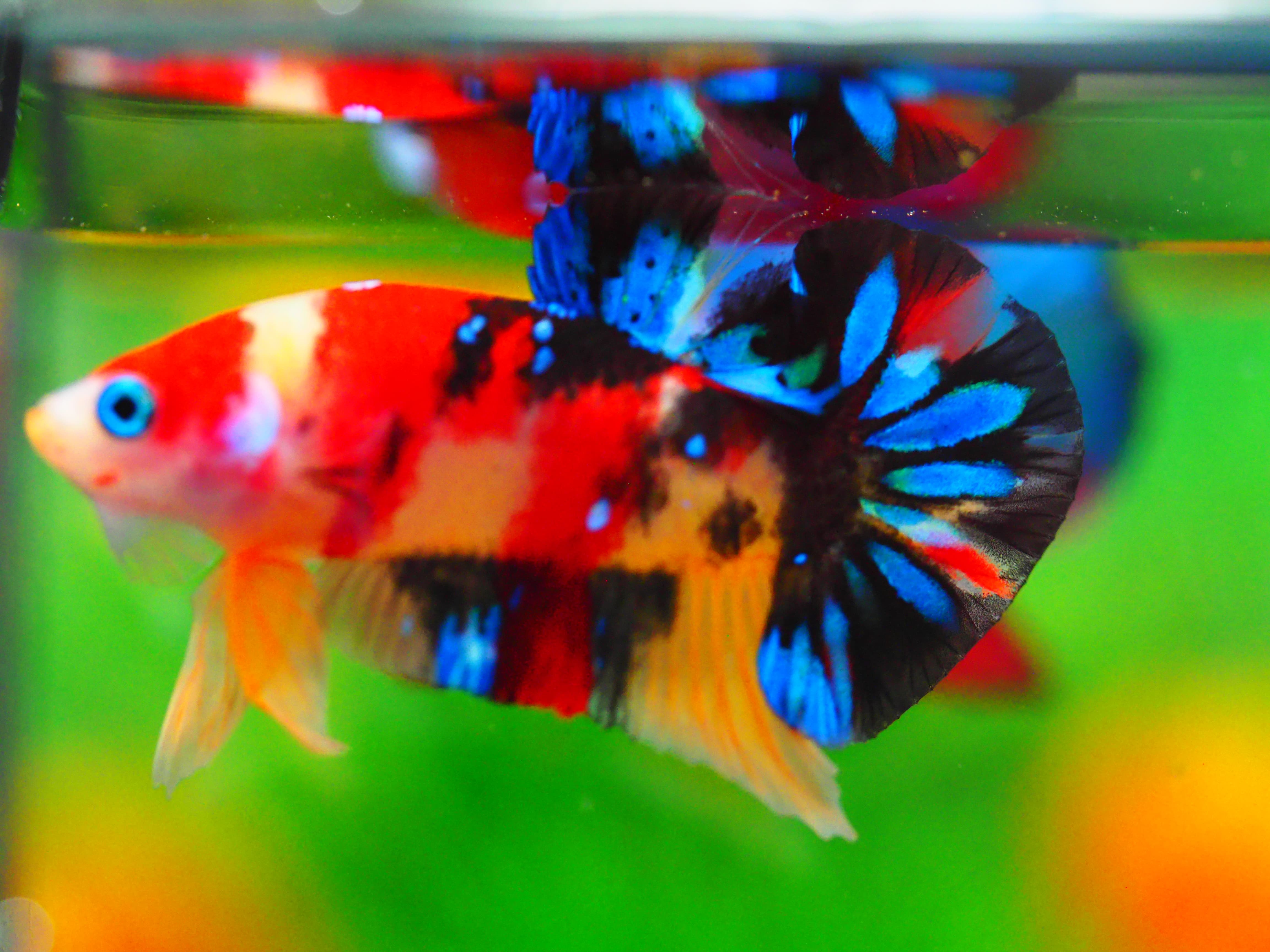 HMPK NEMO GALAXY MALE GRADE A +++