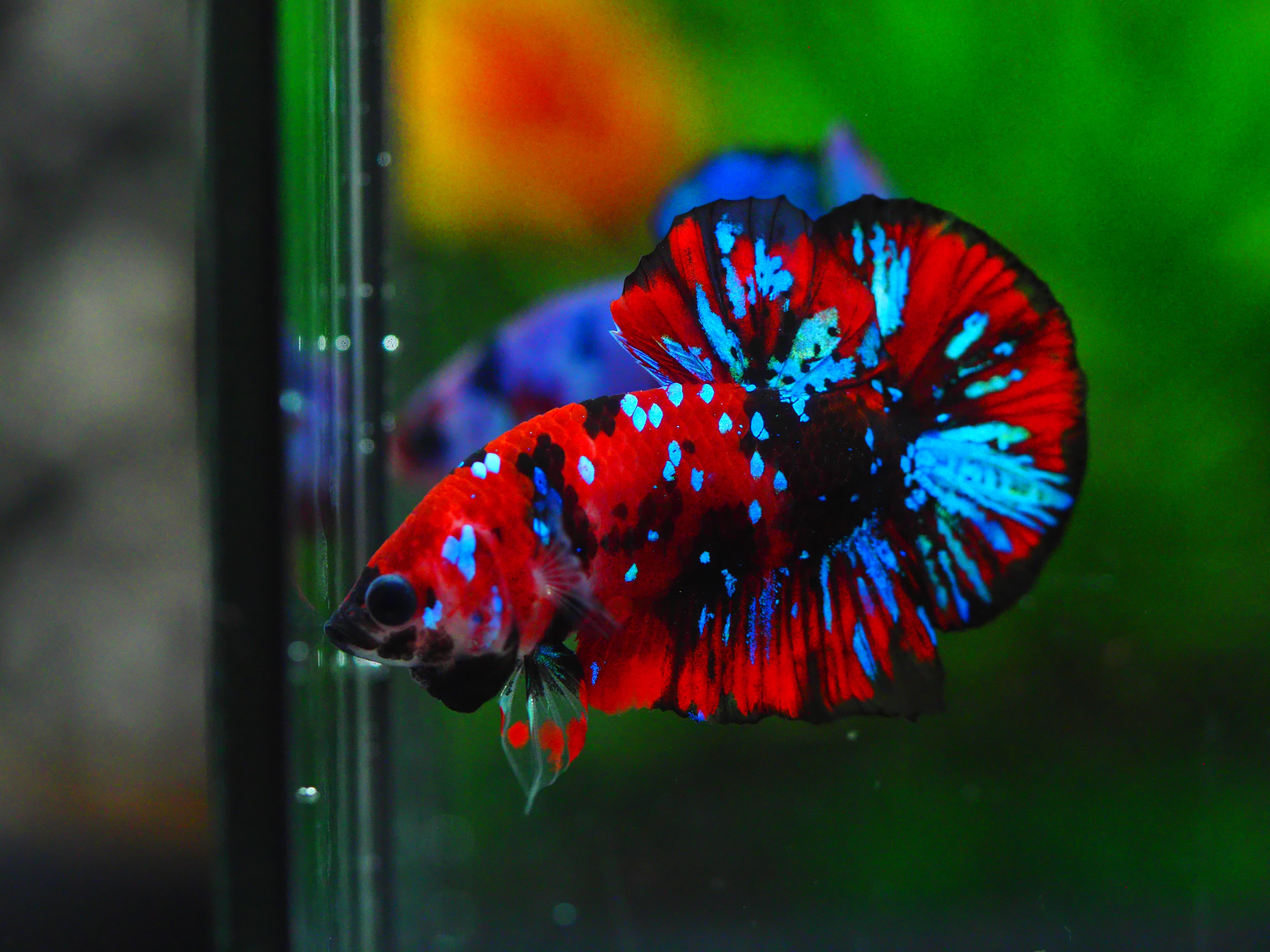 HMPK KOI GALAXY MALE GRADE A +++