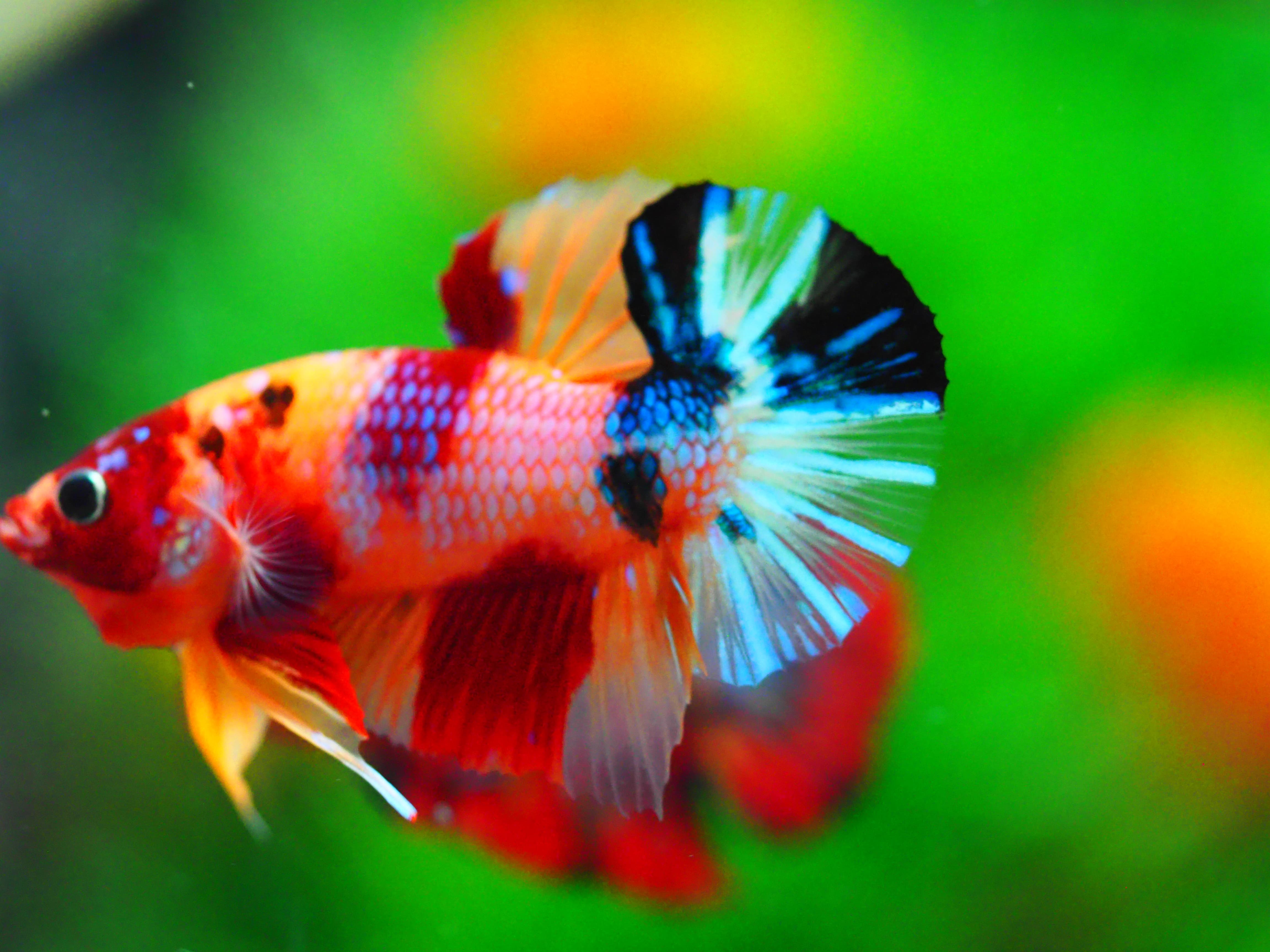 HMPK NEMO GALAXY MALE GRADE A +++