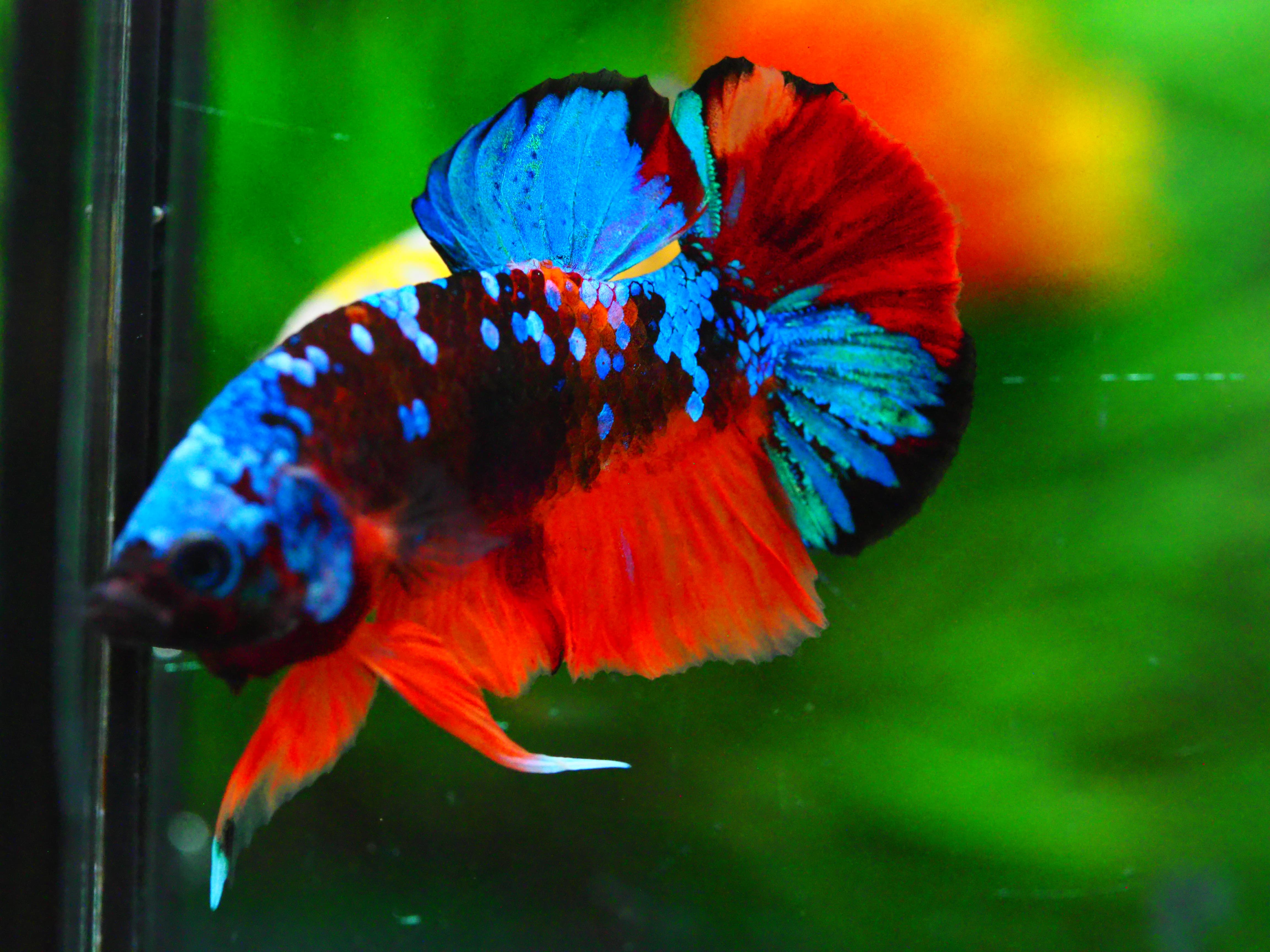 HMPK KOI GALAXY MALE GRADE A +++