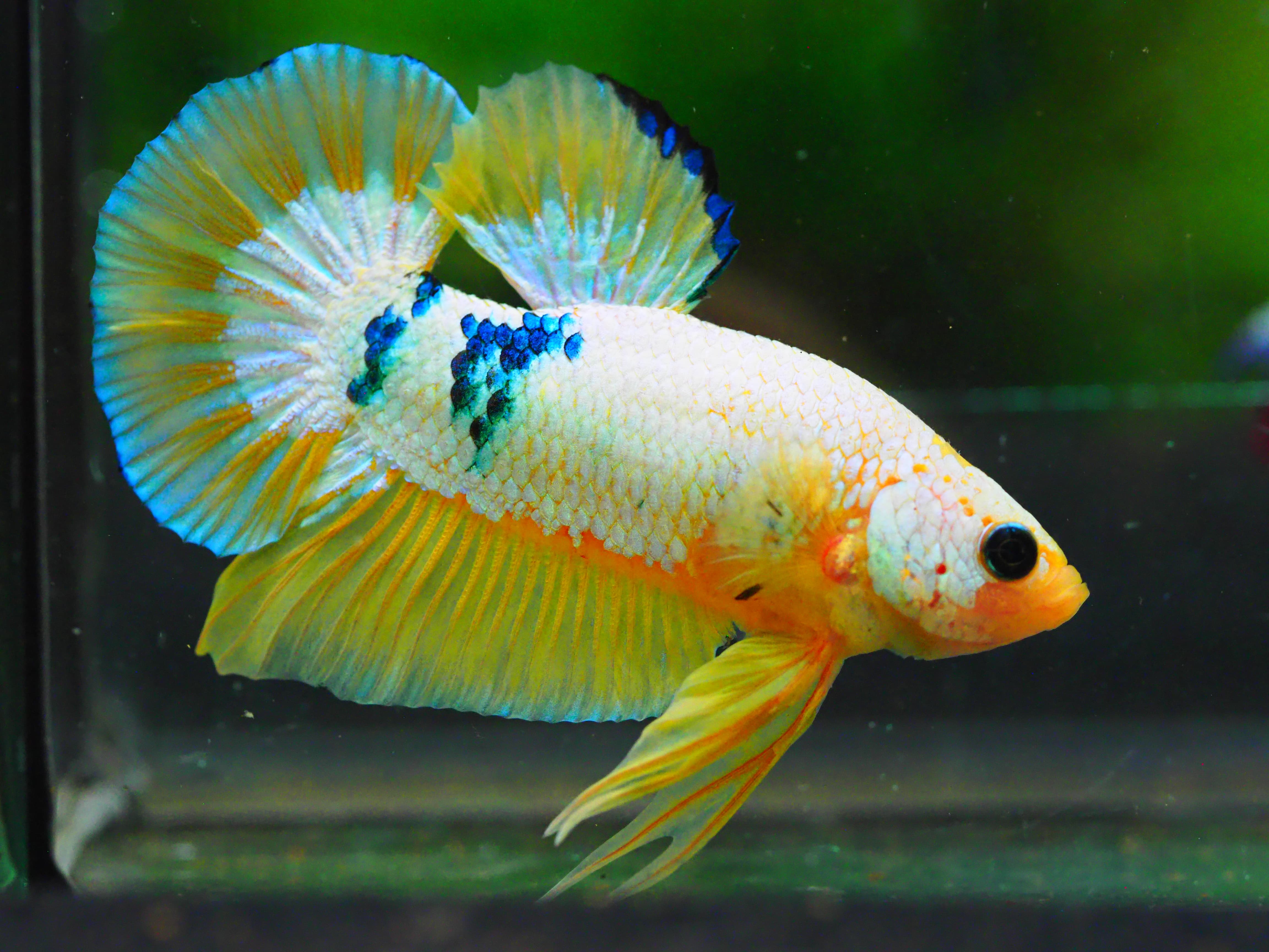 HMPK FANCY MALE GRADE A +++