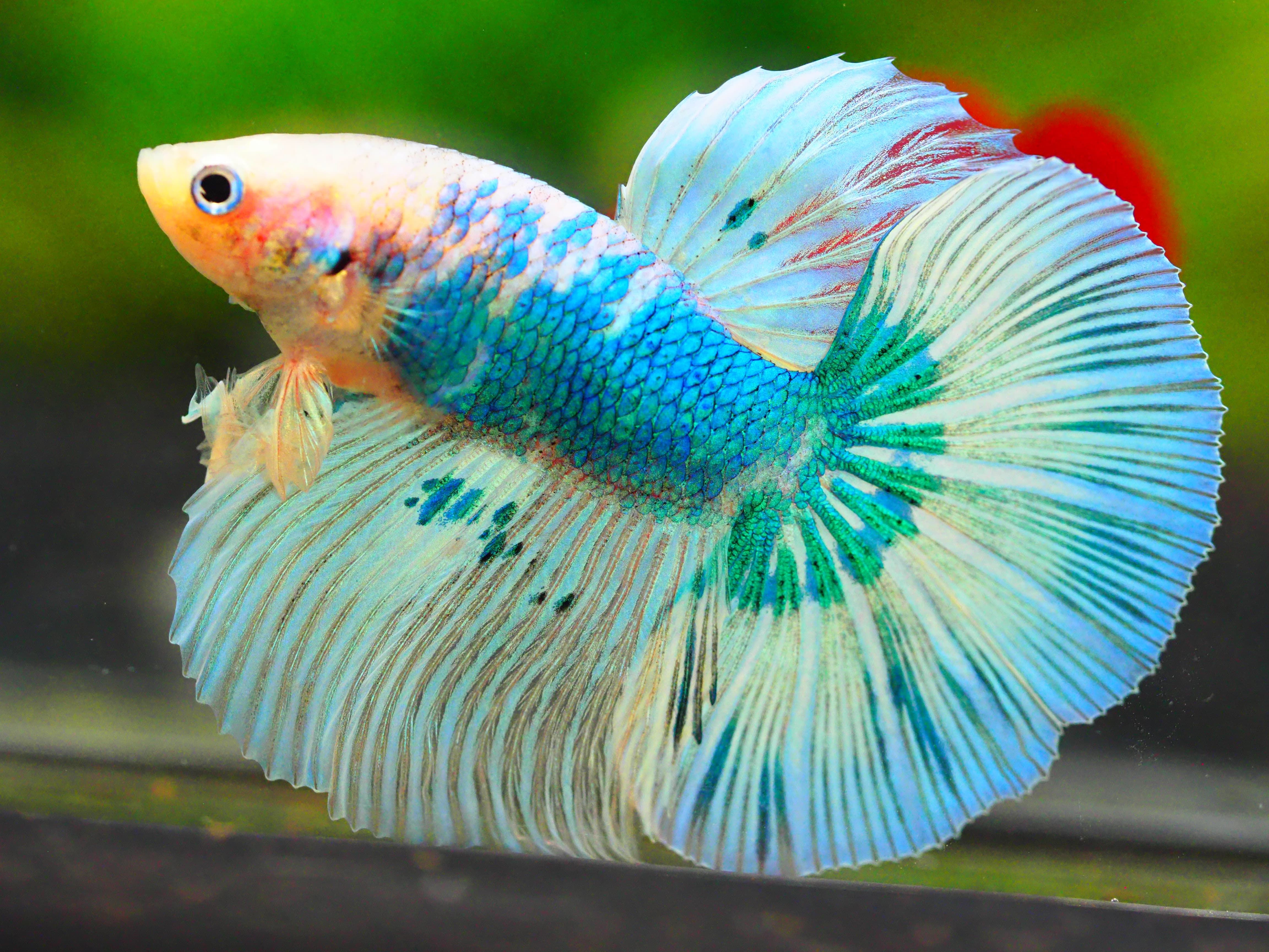 HM FANCY MALE GRADE A +++