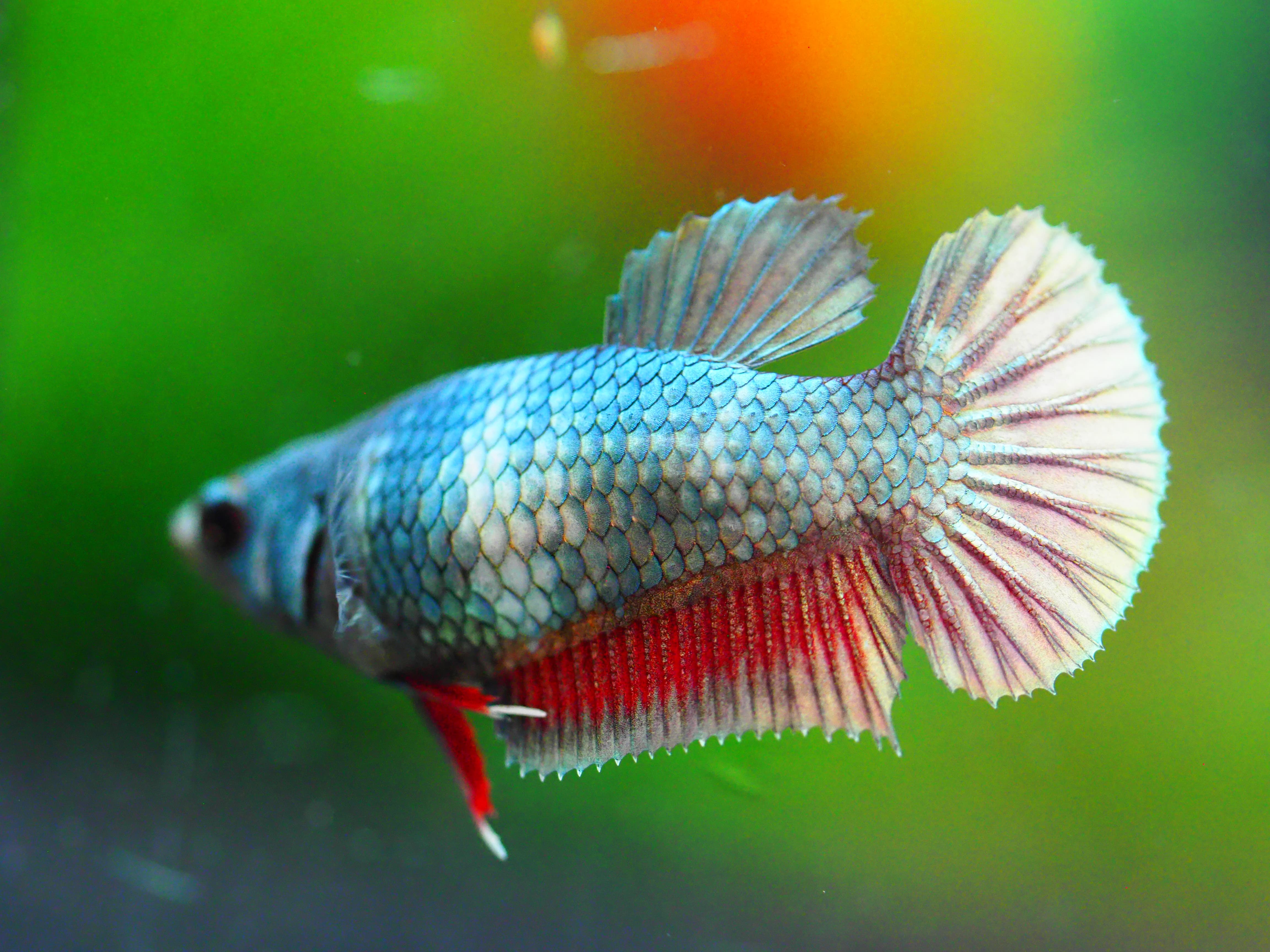 HHMPK COPPER FNMALE GRADE A +++