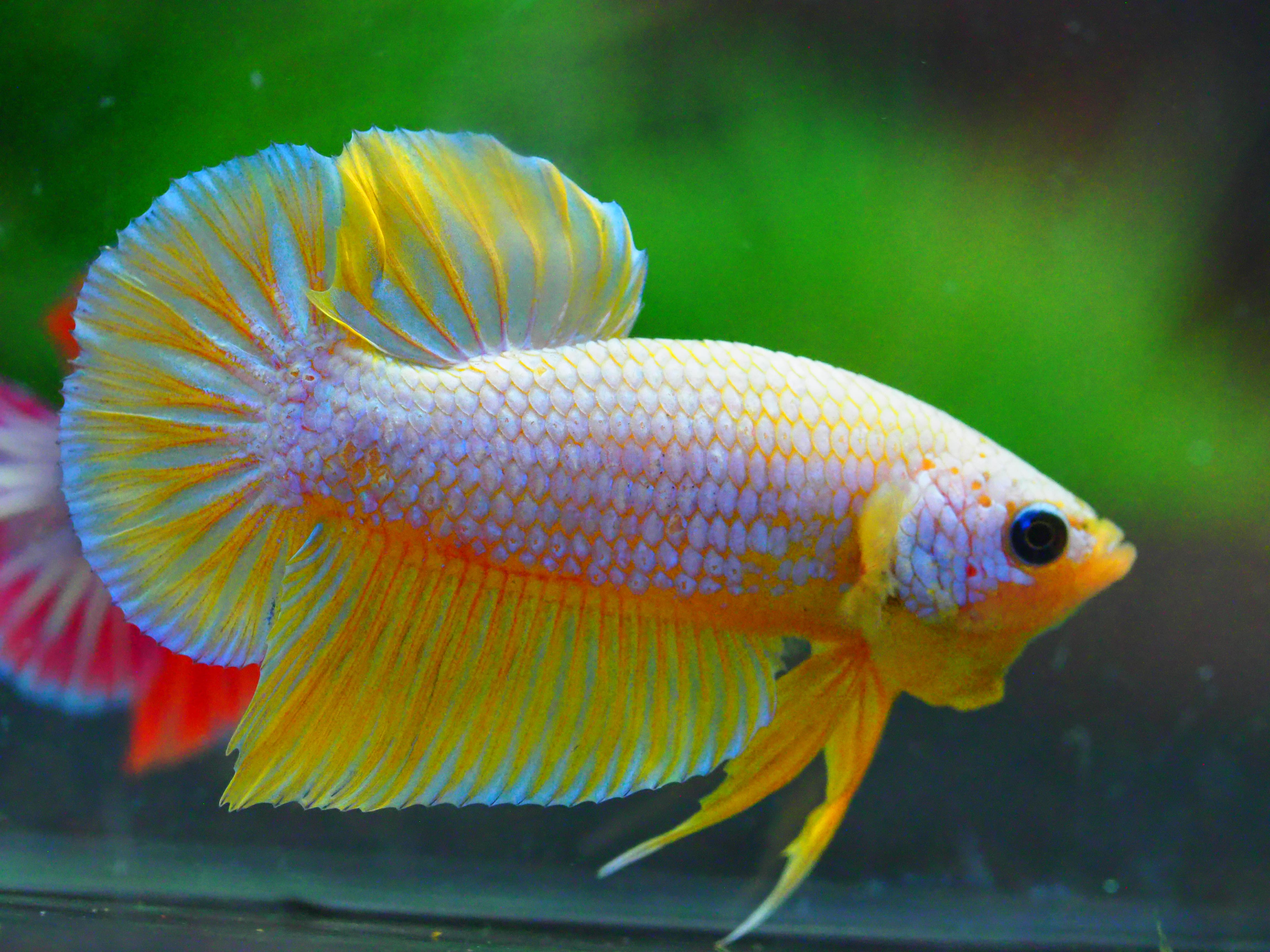 HMPK FANCY MALE GRADE A +++