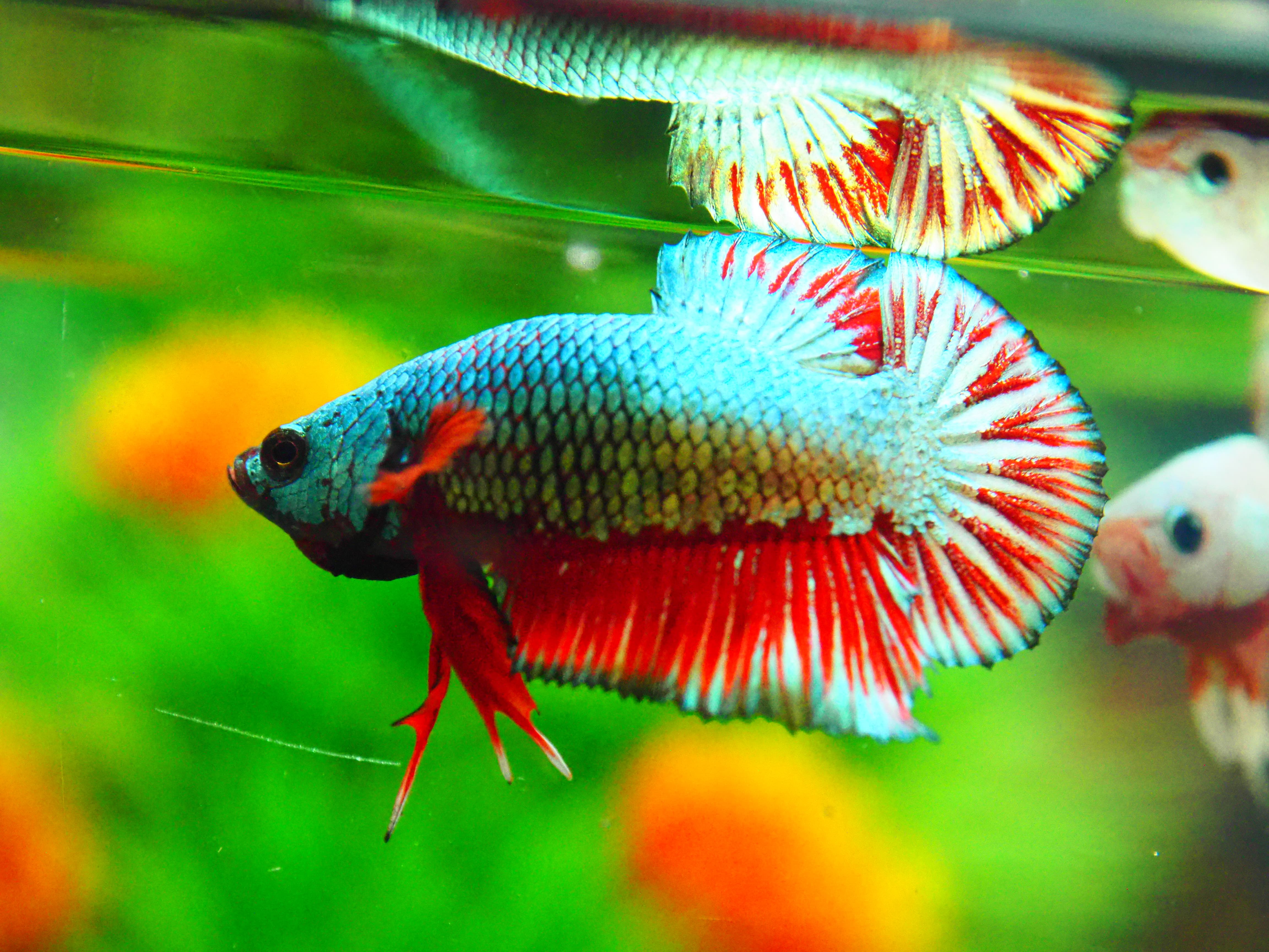 HMPK COPPER FANCY MALE GRADE A +++