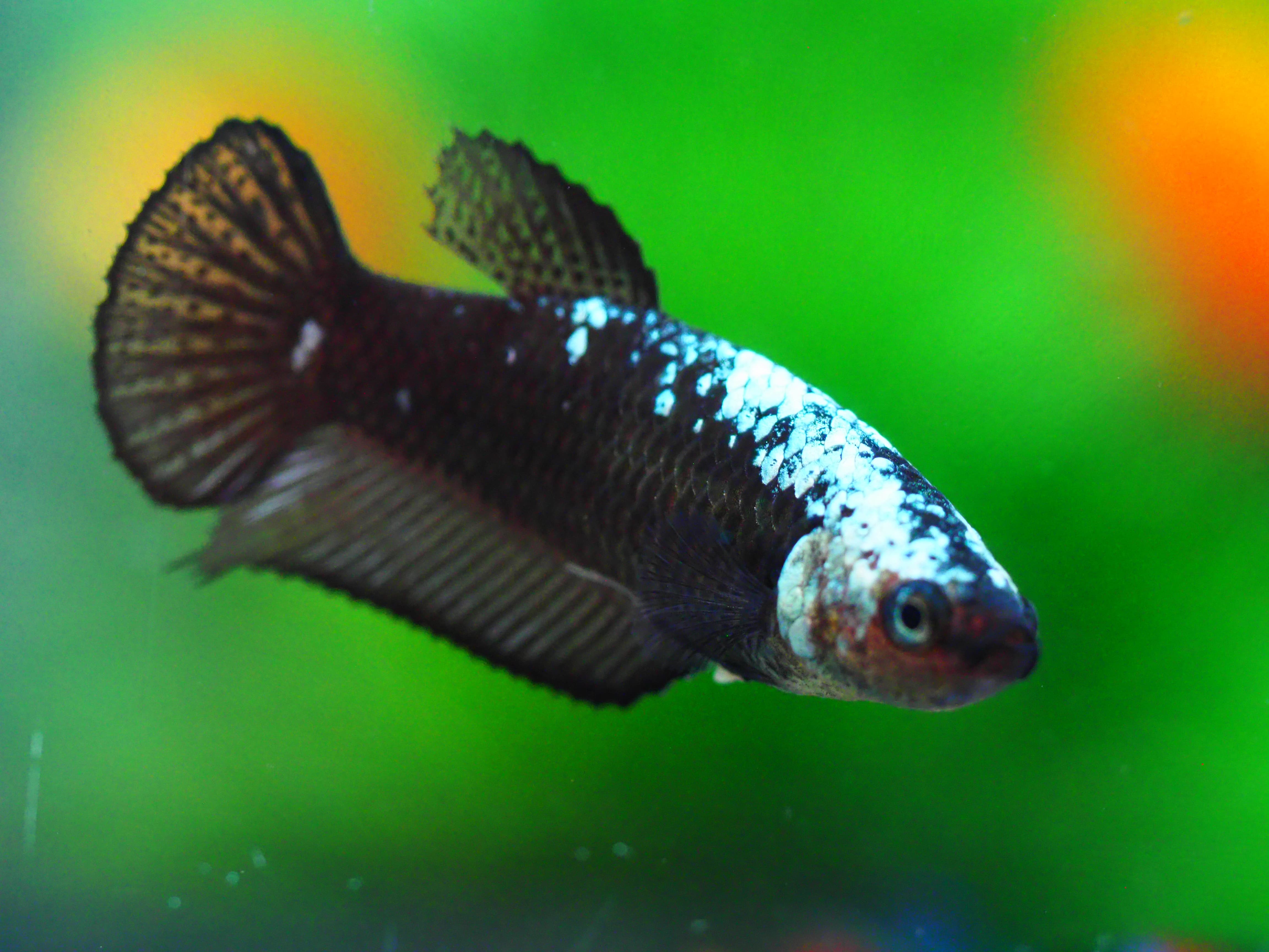 HMP BLACK SAMURAI FN MALE GRADE A +++