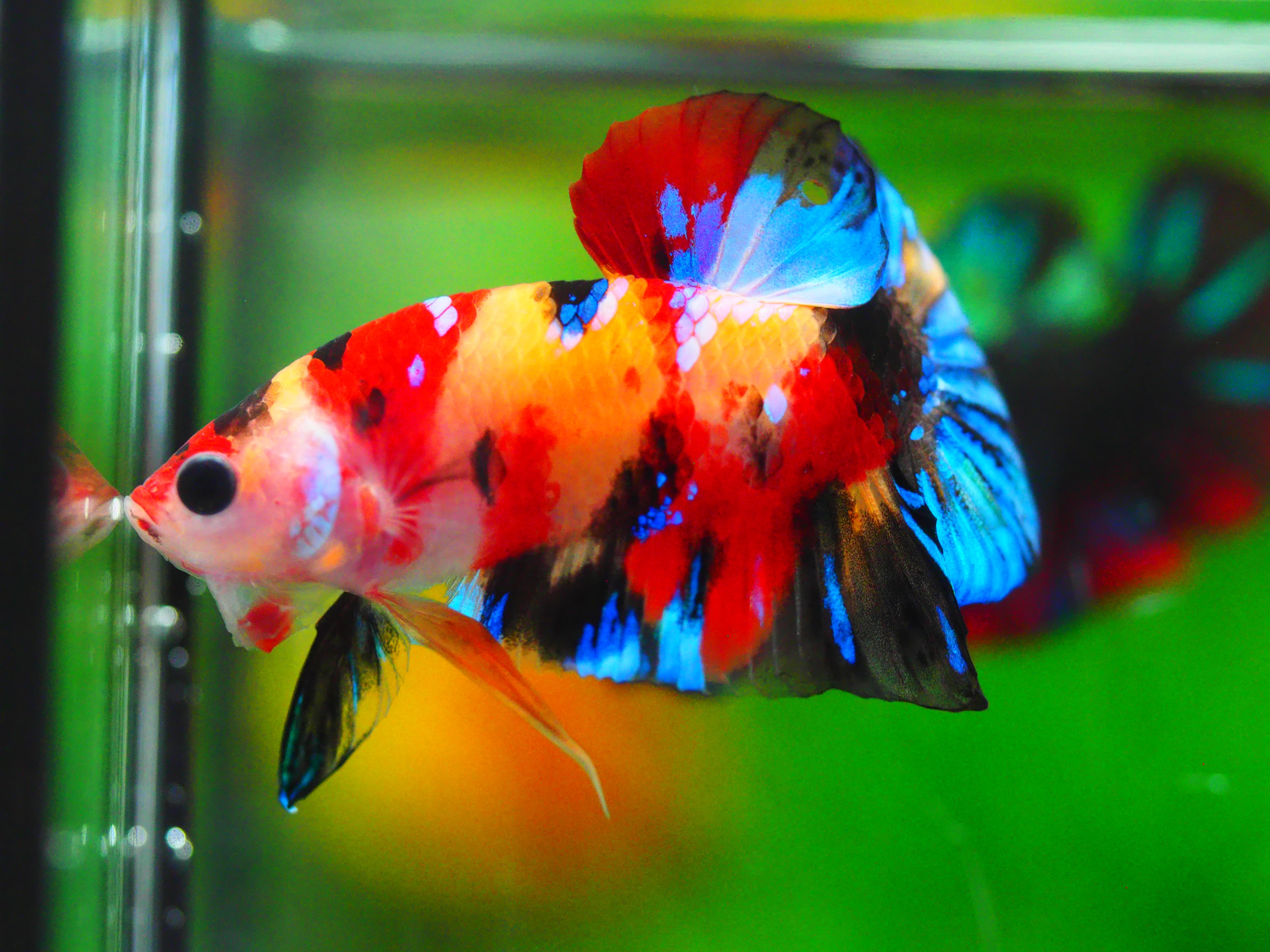 HMPK KOI NEMO GALAXY MALE GRADE A +++