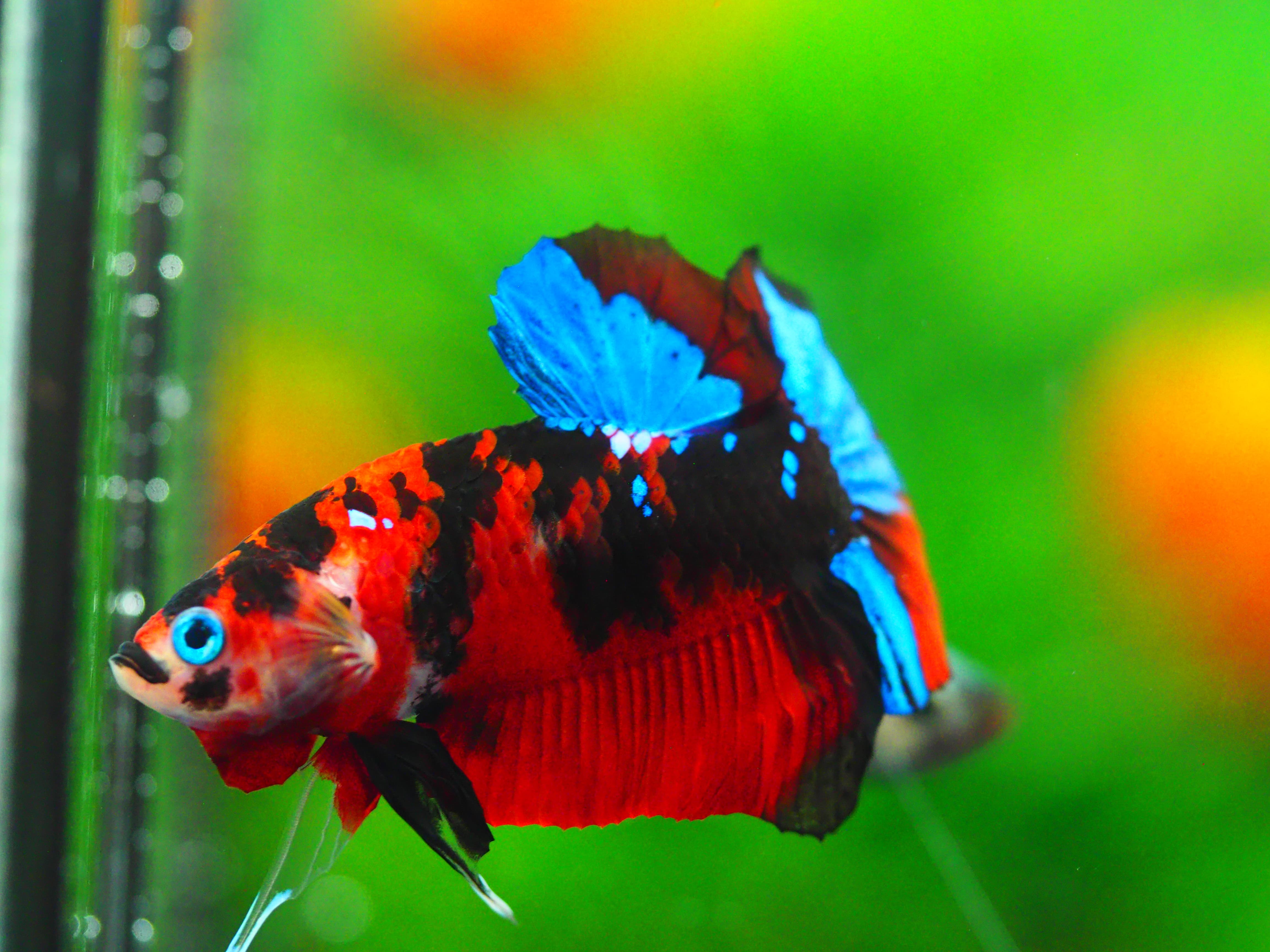 HMPK KOI GALAXY MALE GRADE A +++