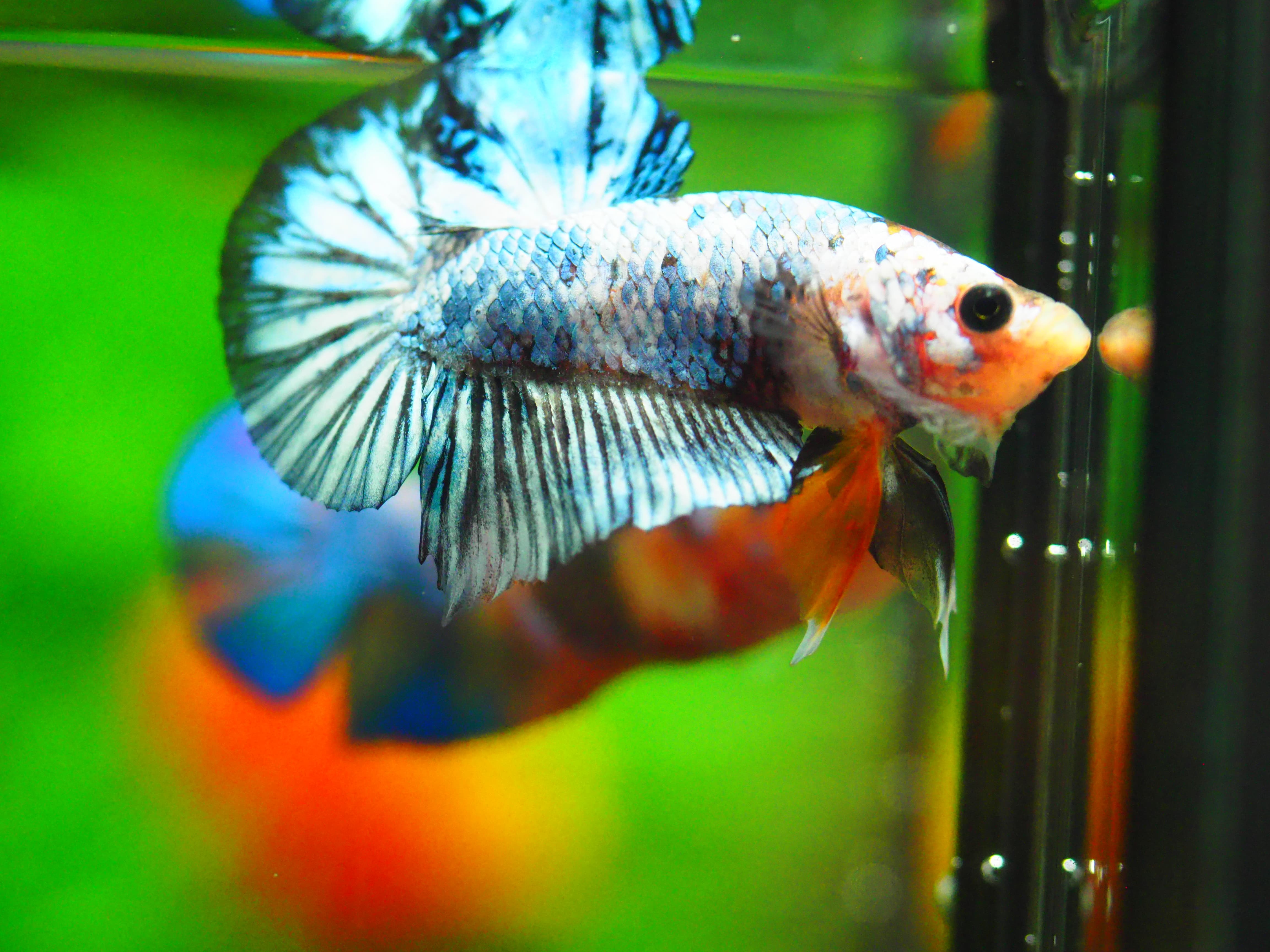 HMPK FANCY MALE GRADE A +++