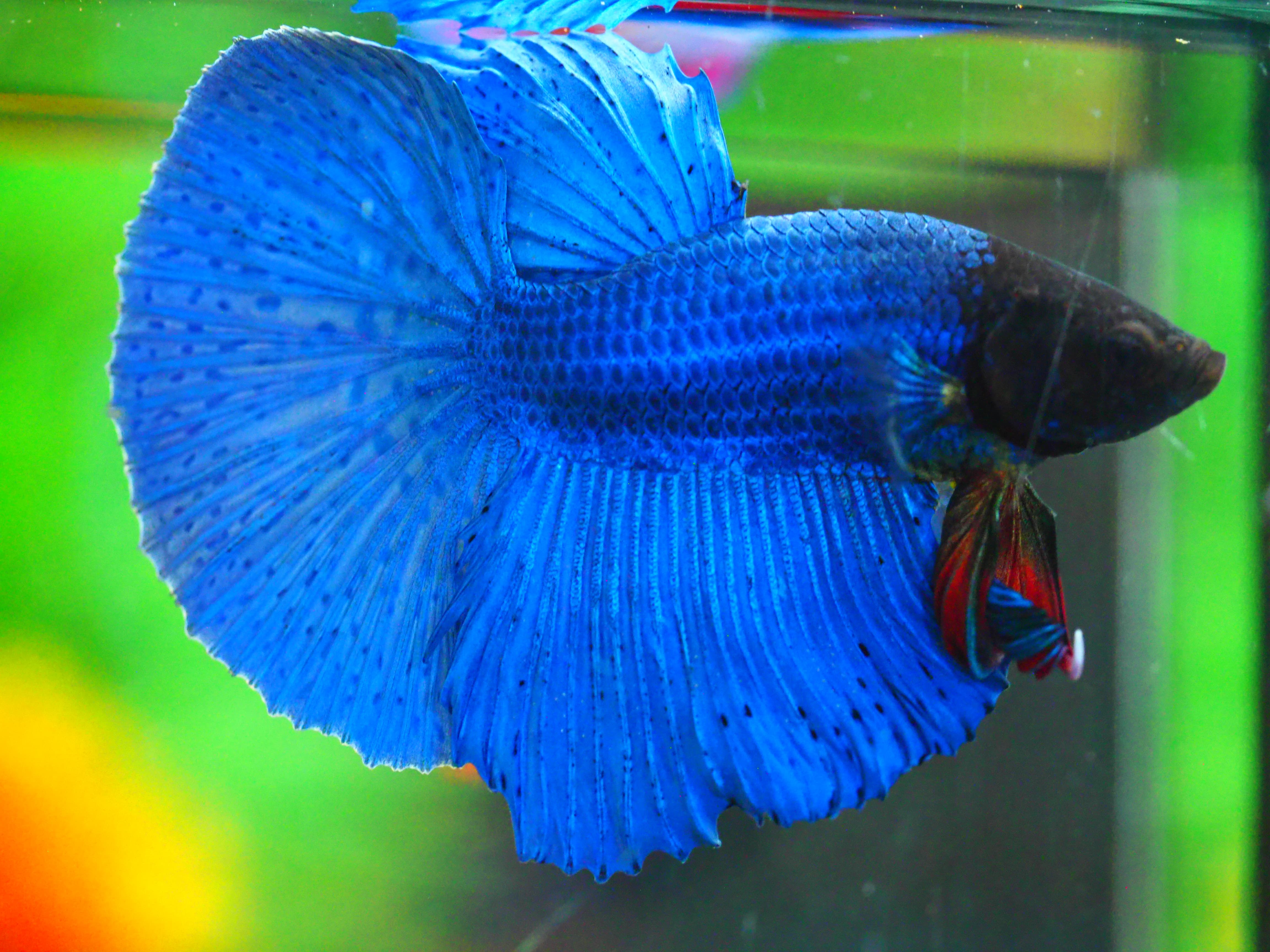 HM FANCY MALE GRADE A +++