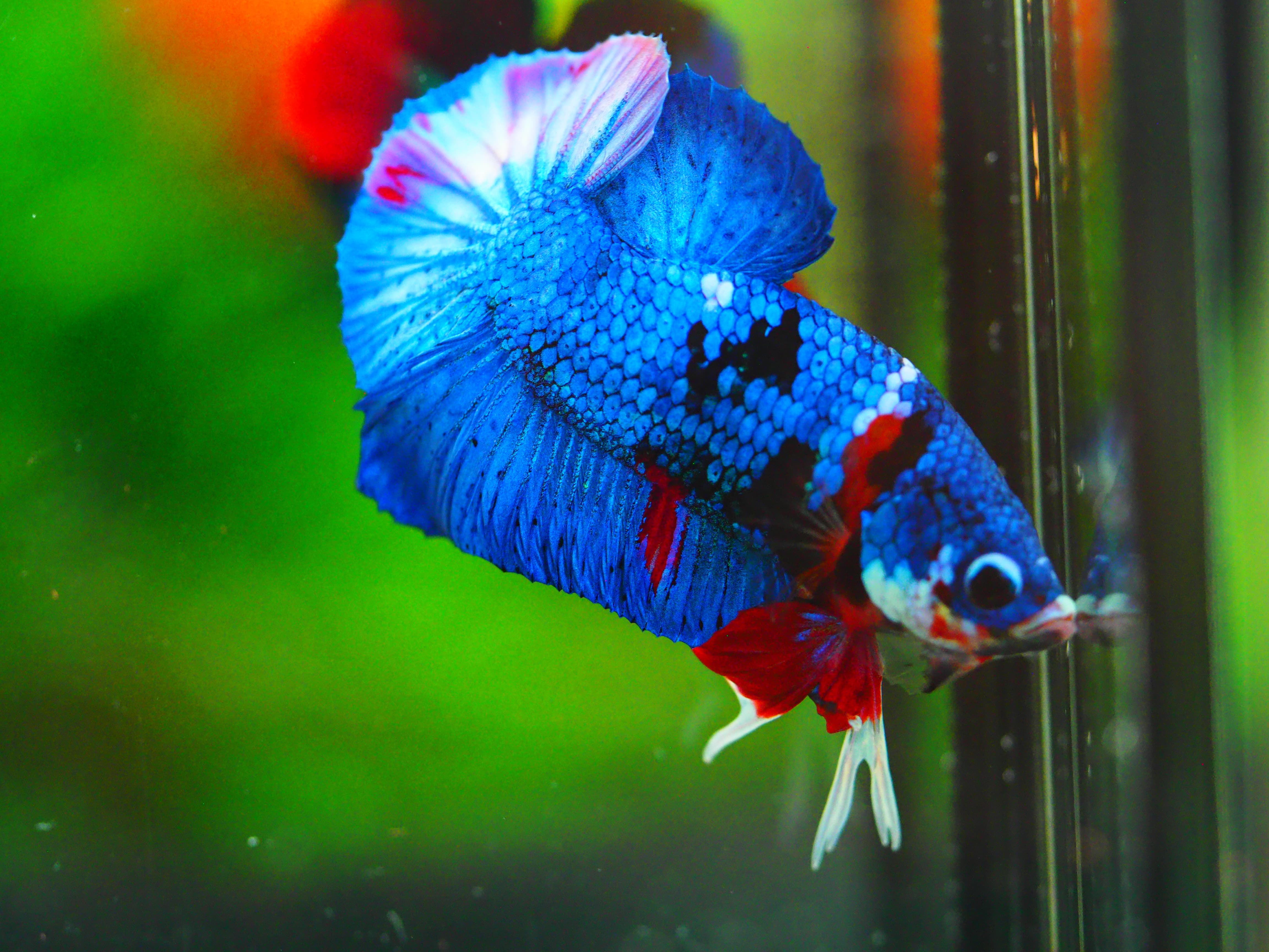 HMPK KOI GALAXY MALE GRADE A +++