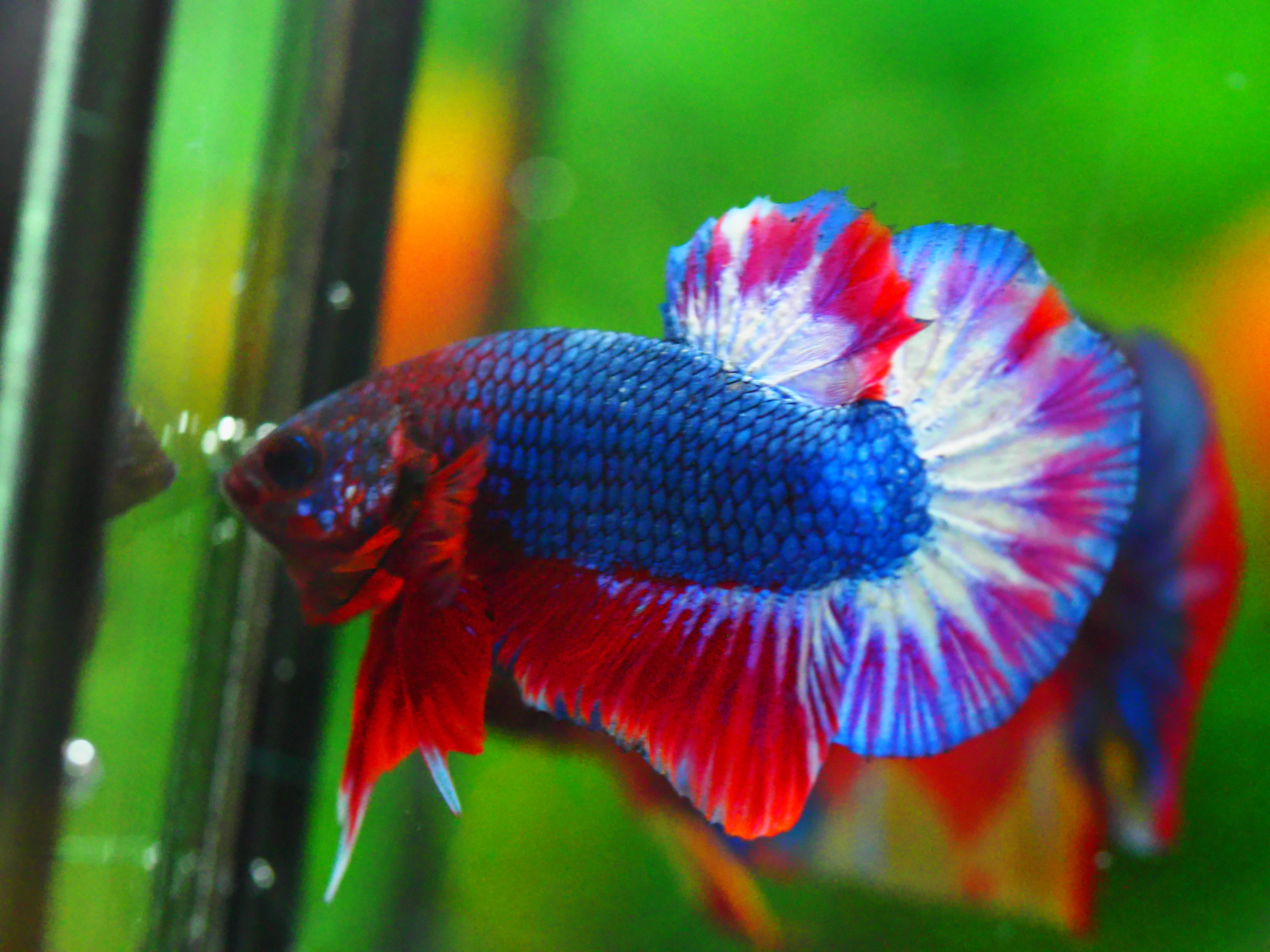 HMPK THAILAND MALE GRADE A +++