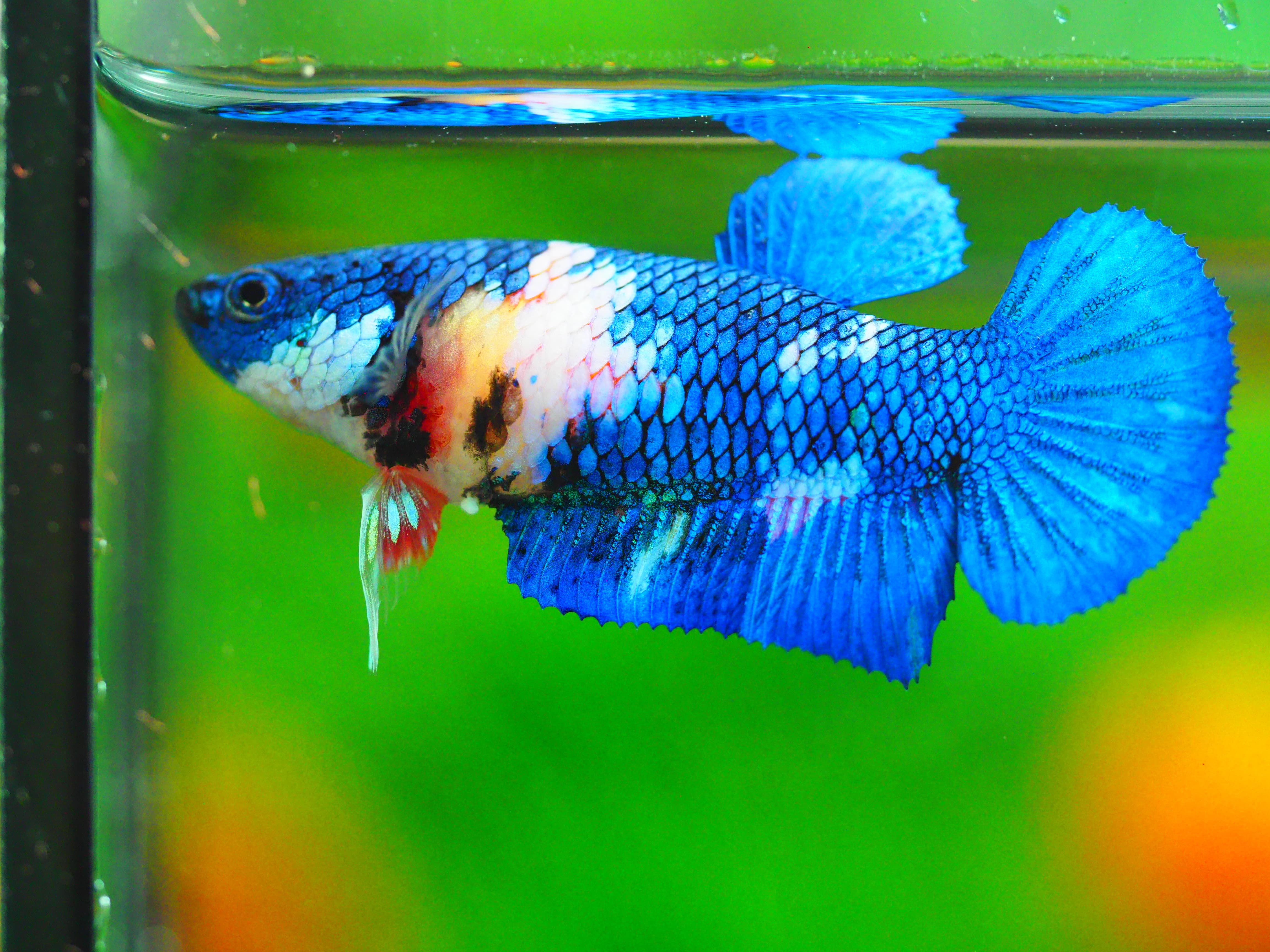 HMPK KOI GALAXY FEMALE GRADE A +++