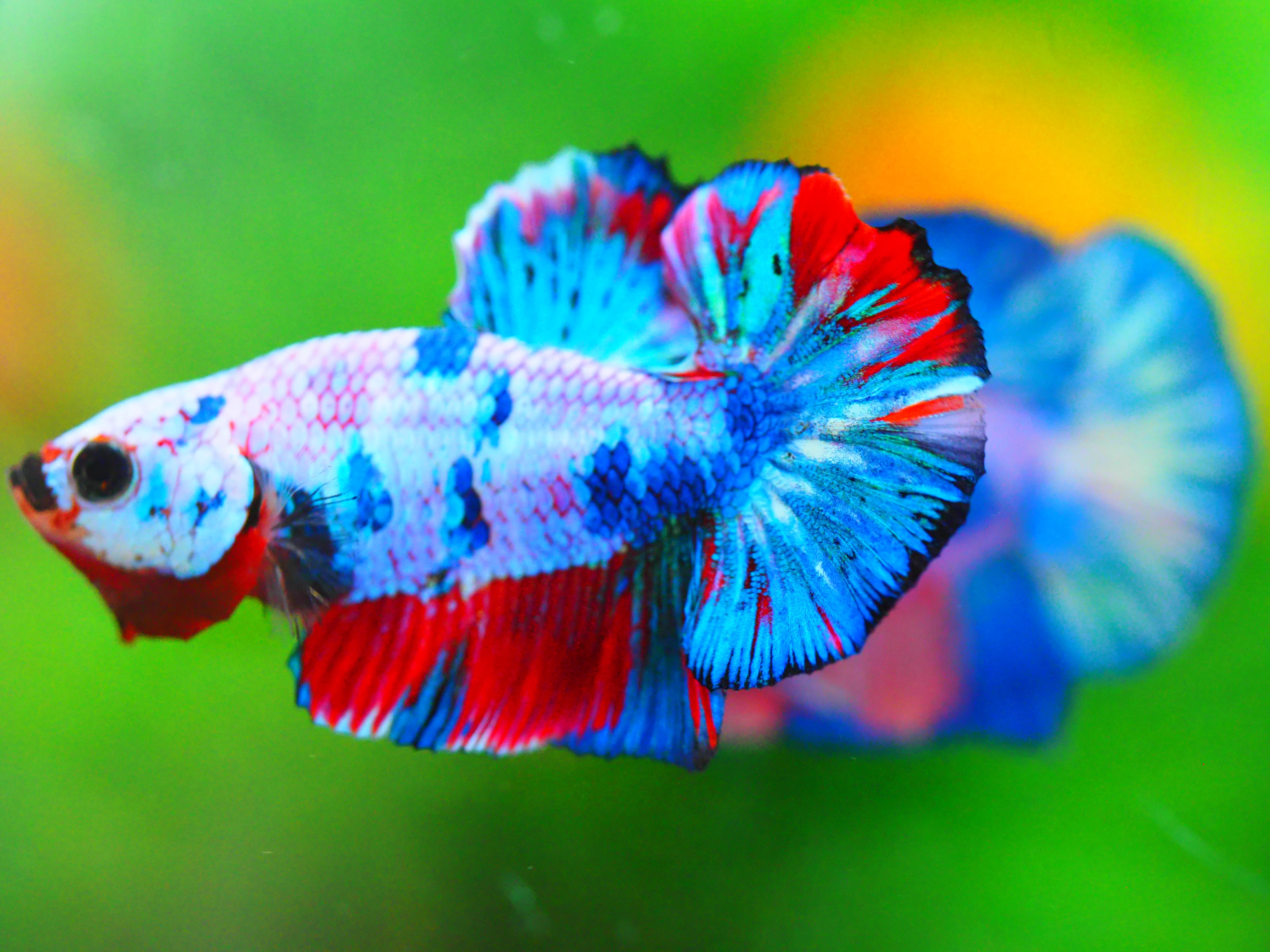 HMPK NEMO GALAXY MALE ไม่มีตะเกียบ