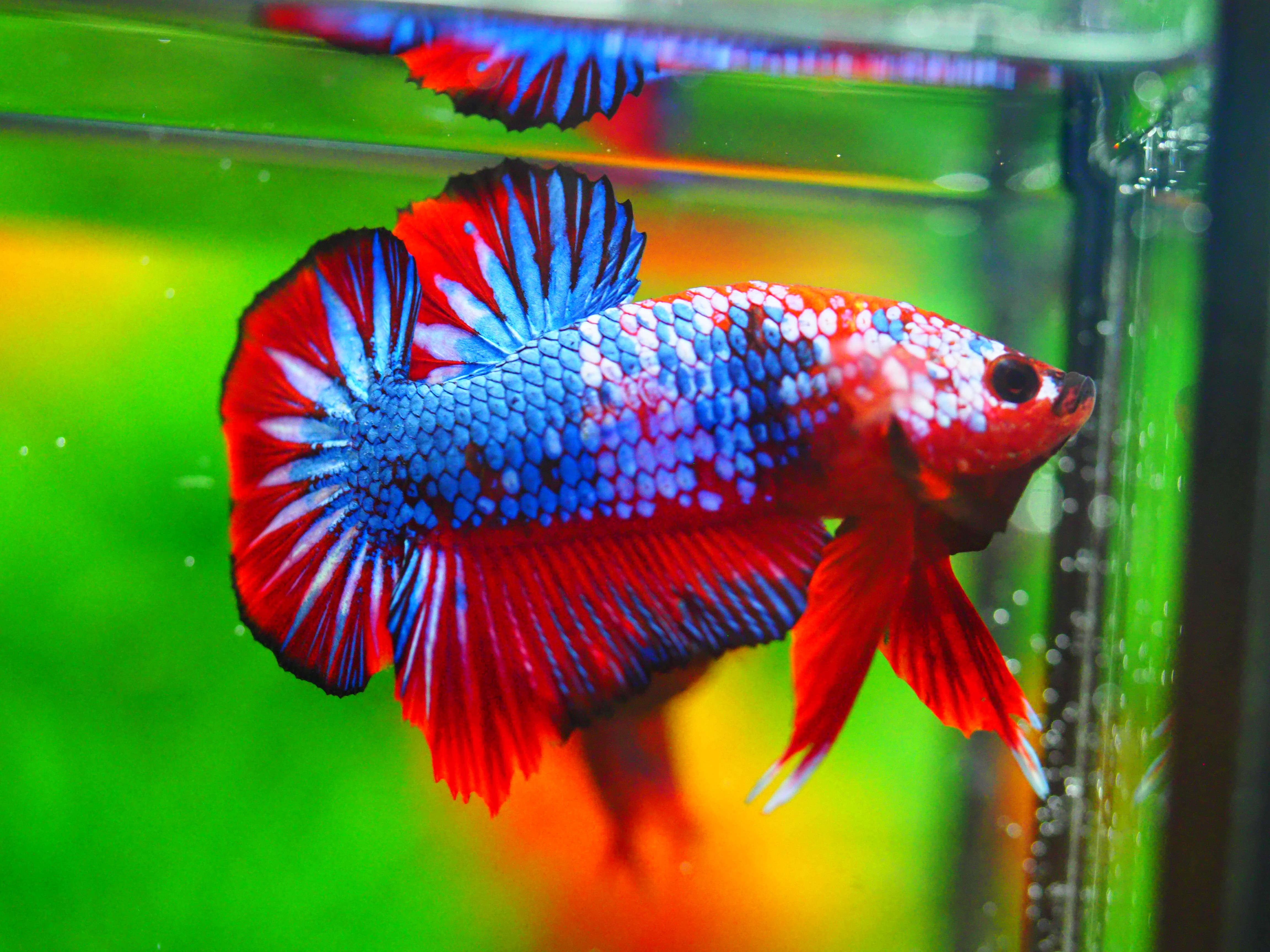 HMPK FANCY MALE GRADE A +++