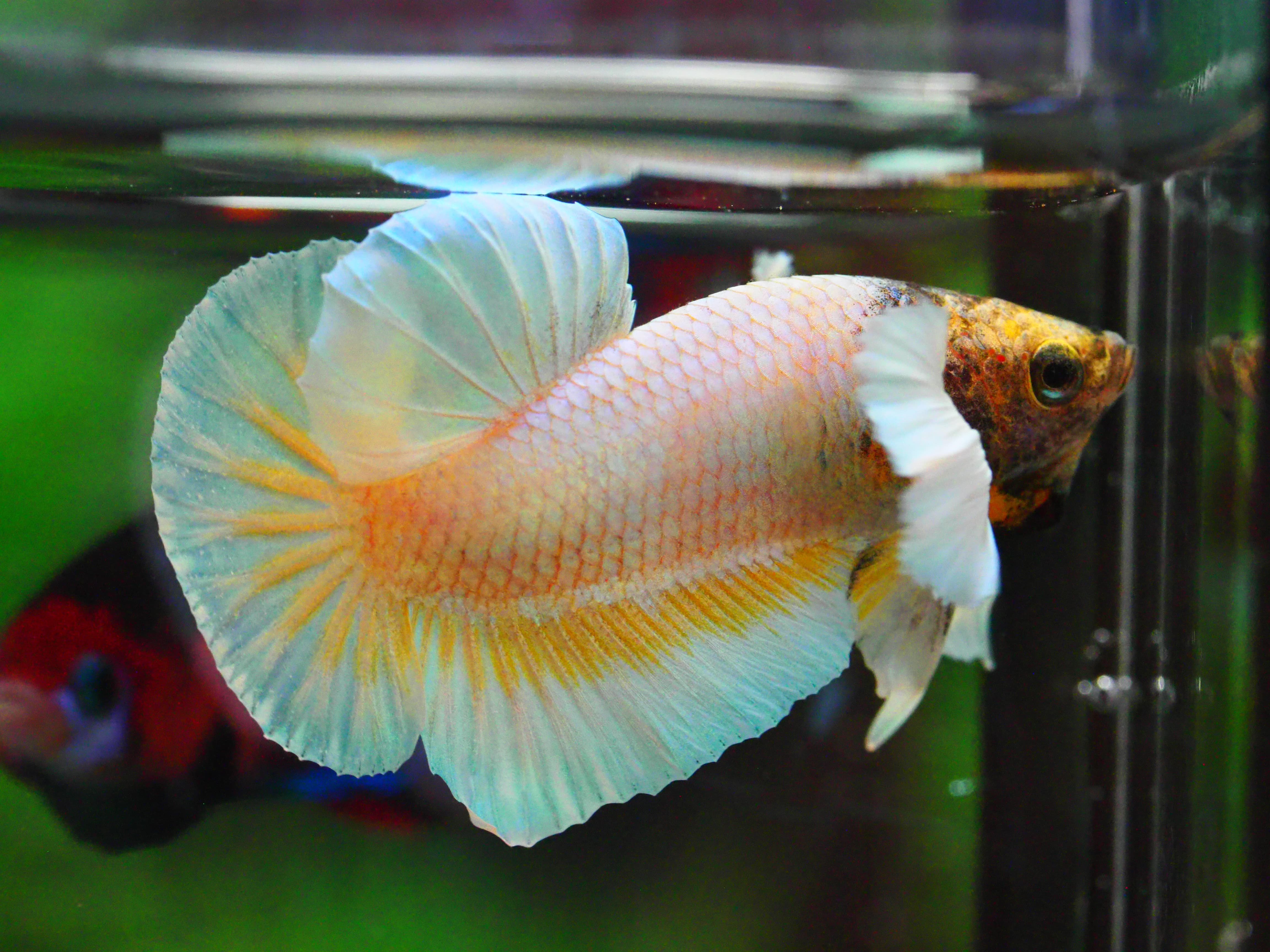 HMPK DUMBO MALE GRADE A +++