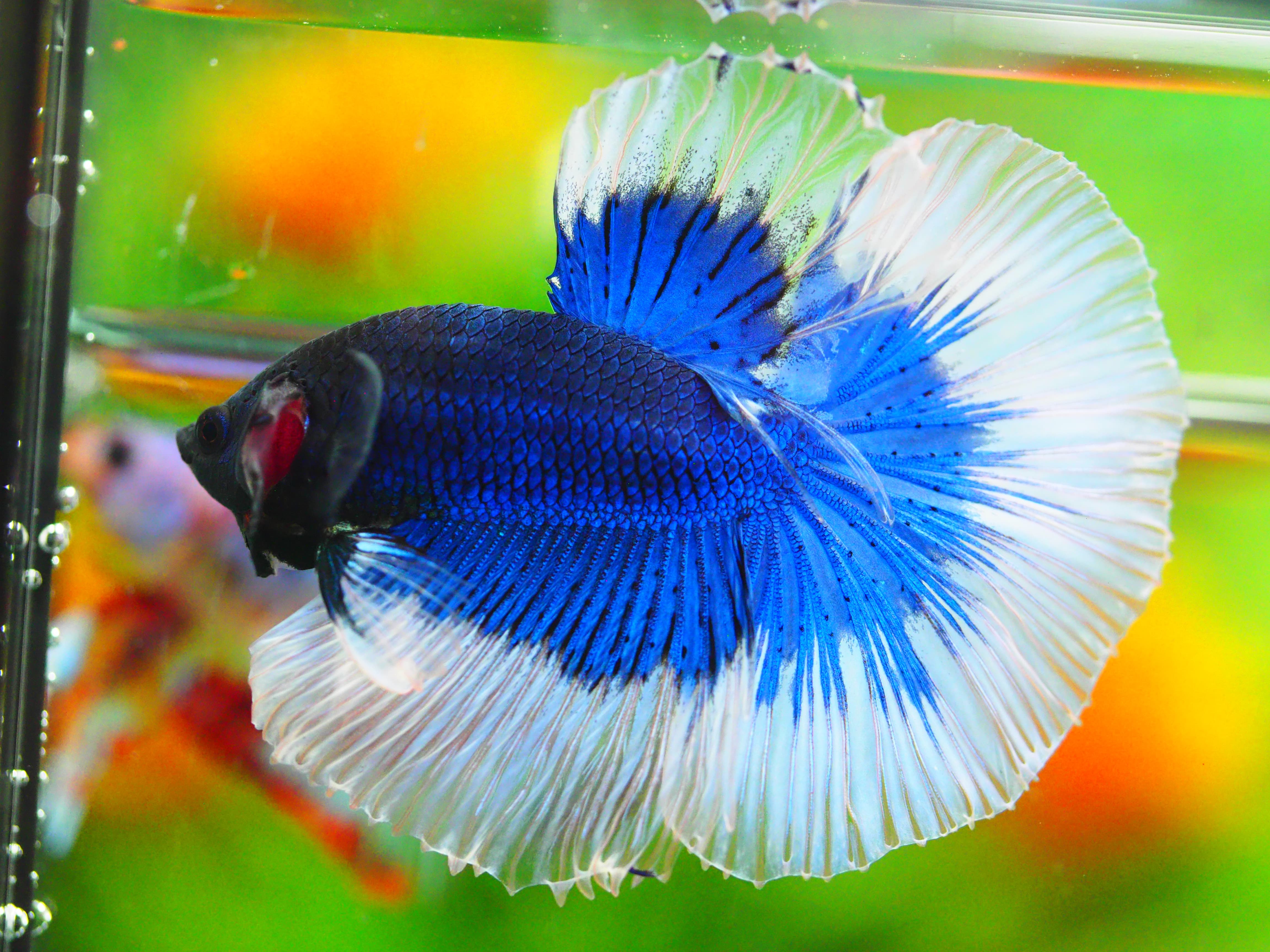 HM FANCY MALE GRADE A +++