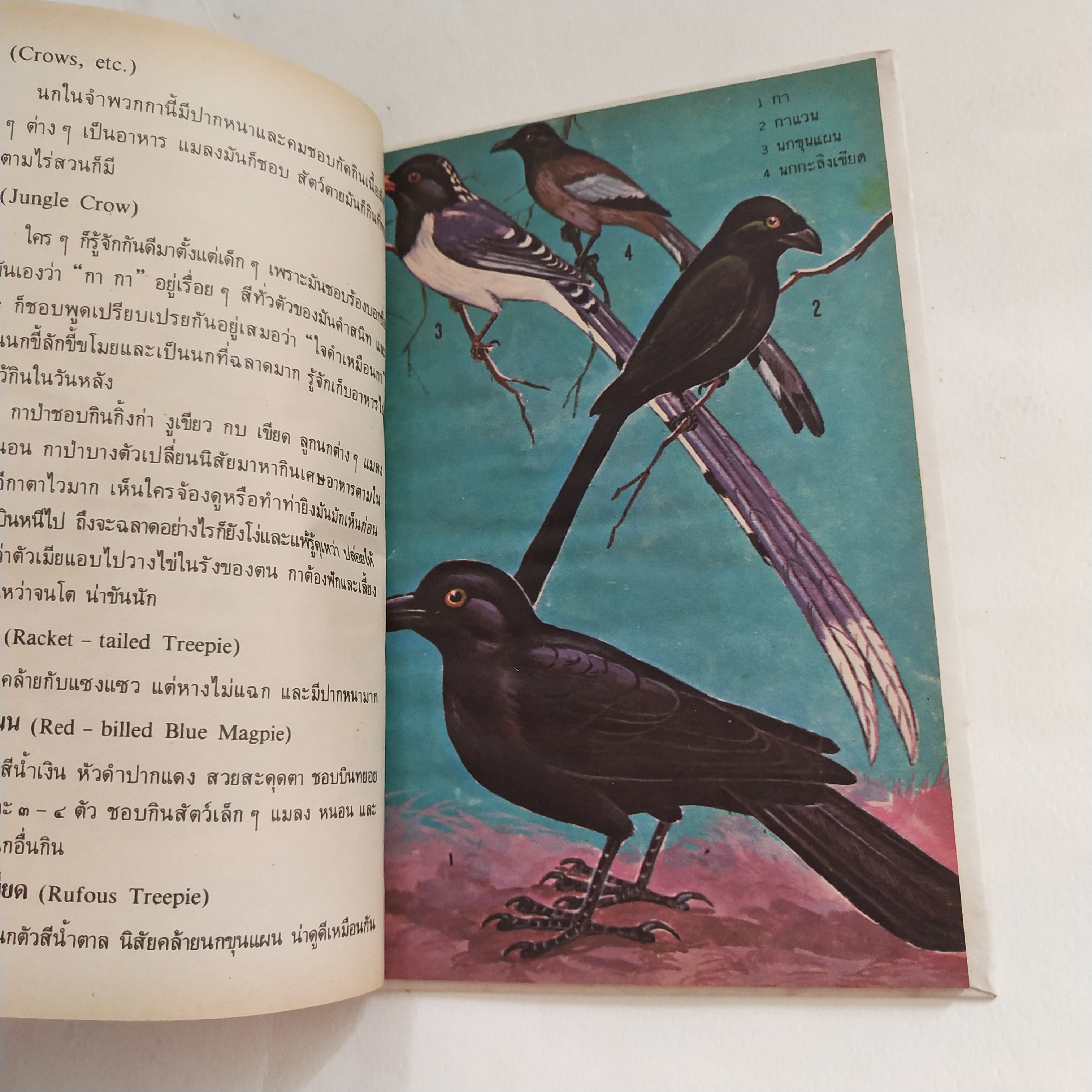 หนังสือเล่มเล็ก ชุดความรู้ไทย ขององค์การค้าของคุรุสภา นกสวน โดย นายแพทย์บุญส่ง เลขะกุล พิมพ์ครั้งที่ 2 2526ฤ
