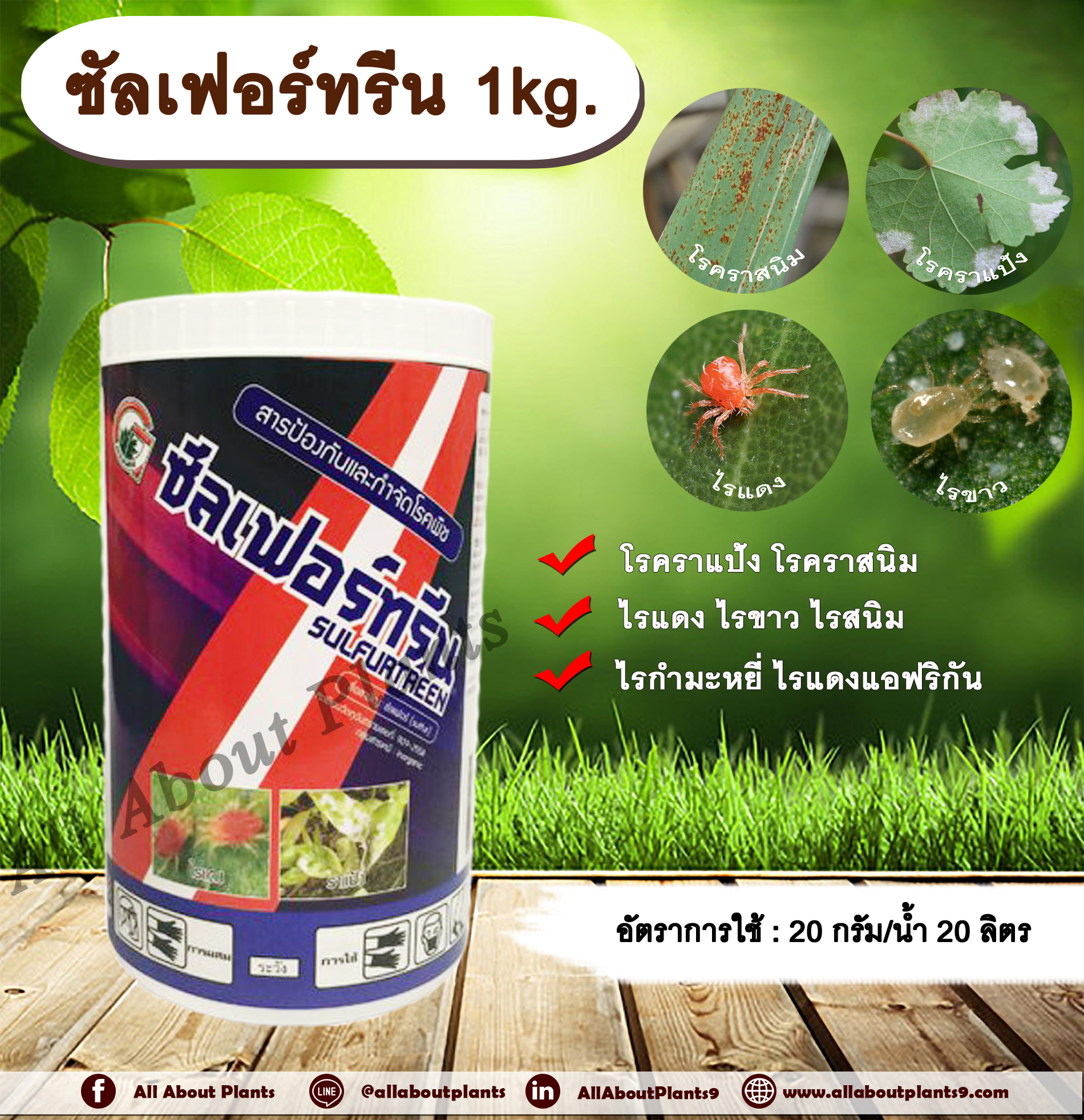 ซัลเฟอร์ทรีน 1kg. ซัลเฟอร์ กำมะถัน สารกำจัดโรคราแป้ง โรคราสนิม ไรแดง ไรขาวพริก ไรกำมะหยี่ ไรสนิม ไรแดงแอฟริกัน เชื้อรา กำจัดไร allaboutplants ชิ้น