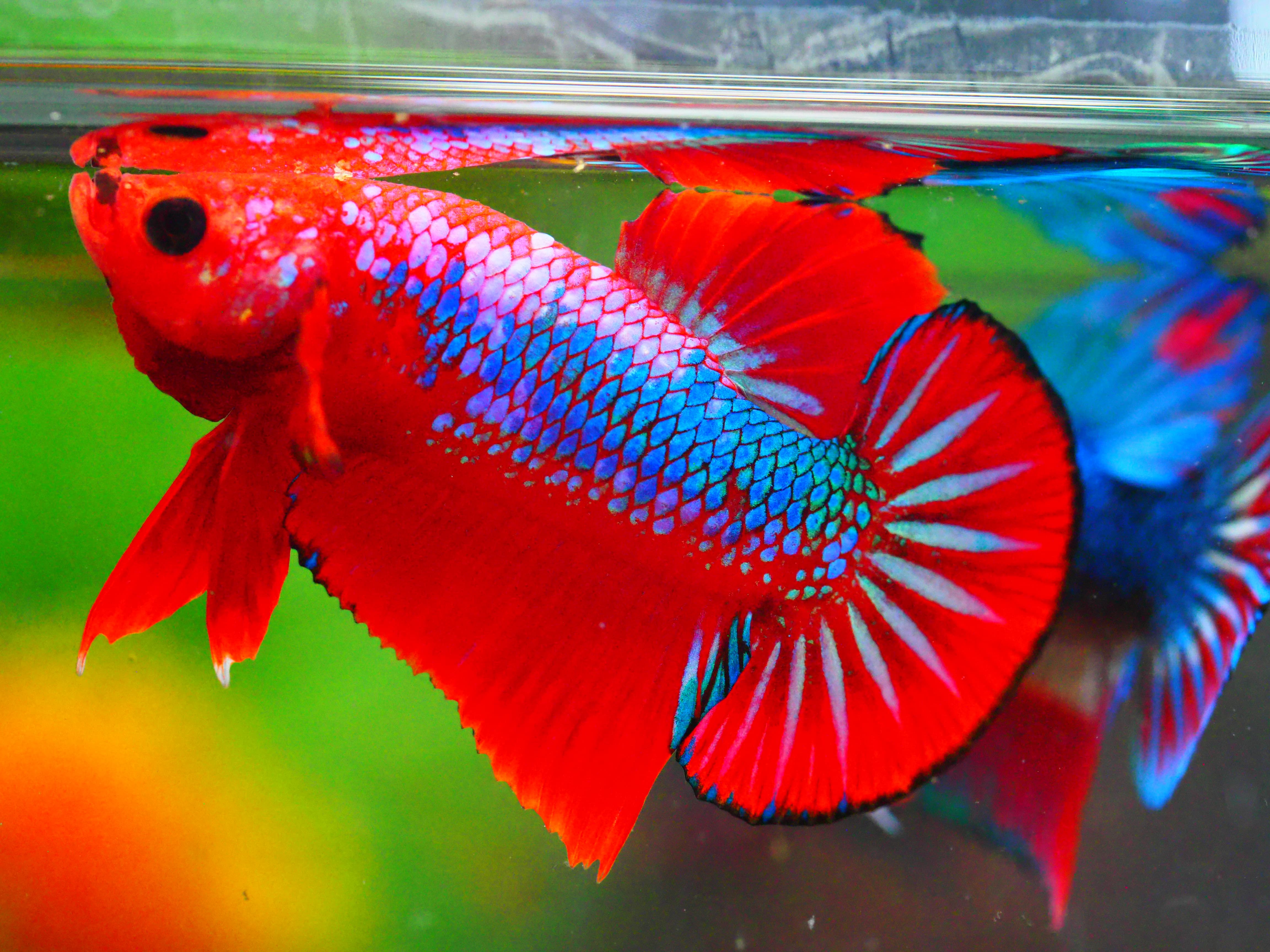 HMPK FANCY MALE GRADE A +++