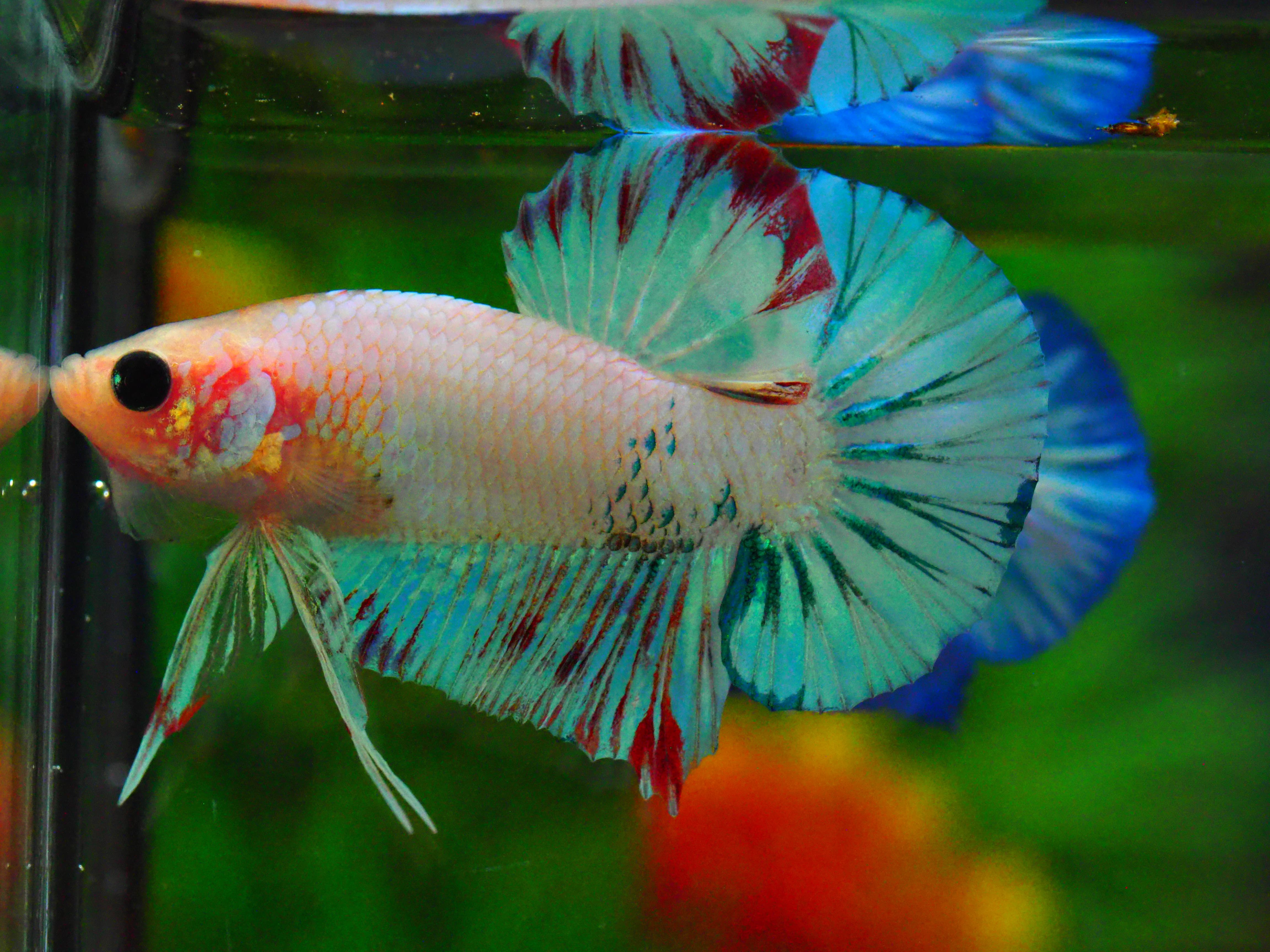 HMPK FANCY MALE GRADE A +++