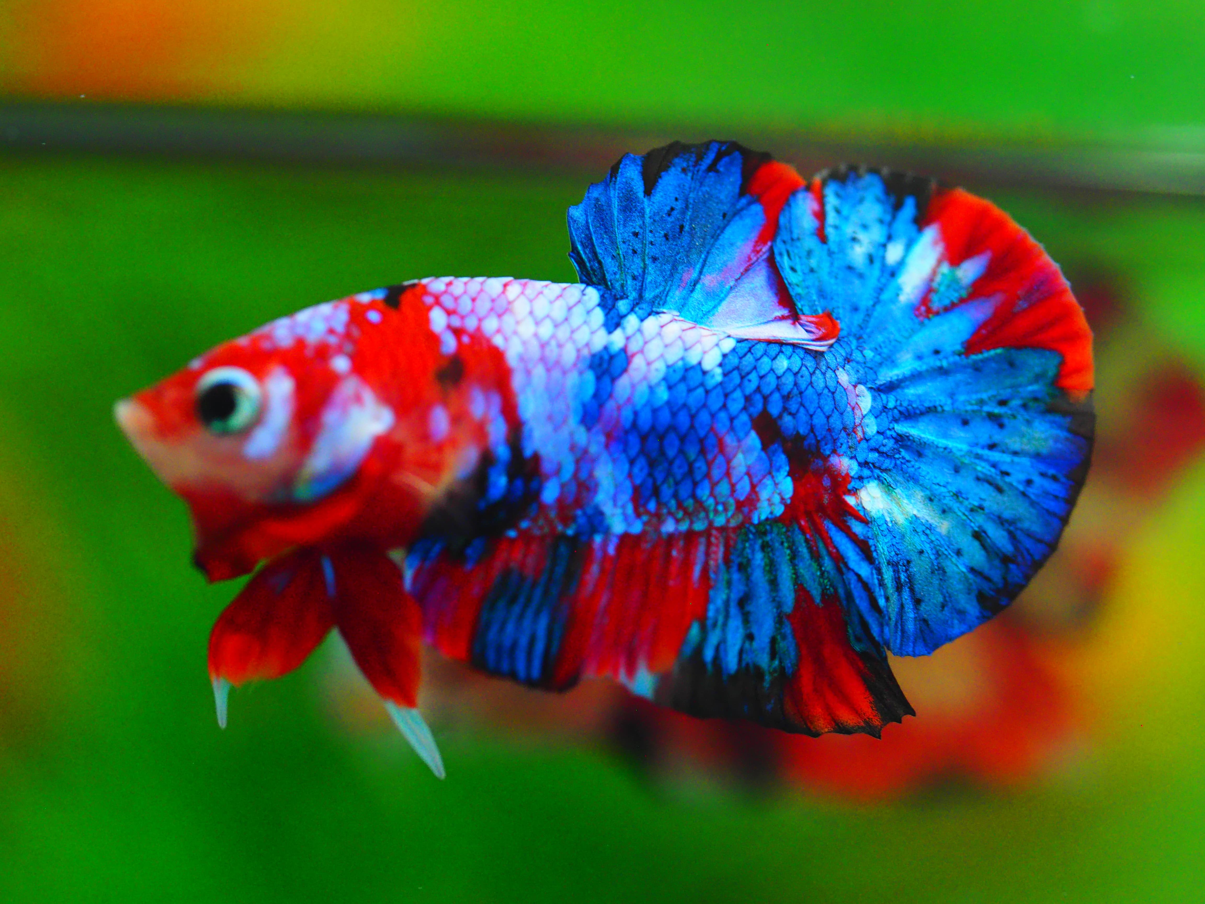 HMPK KOI GALAXY MALE GRADE A++