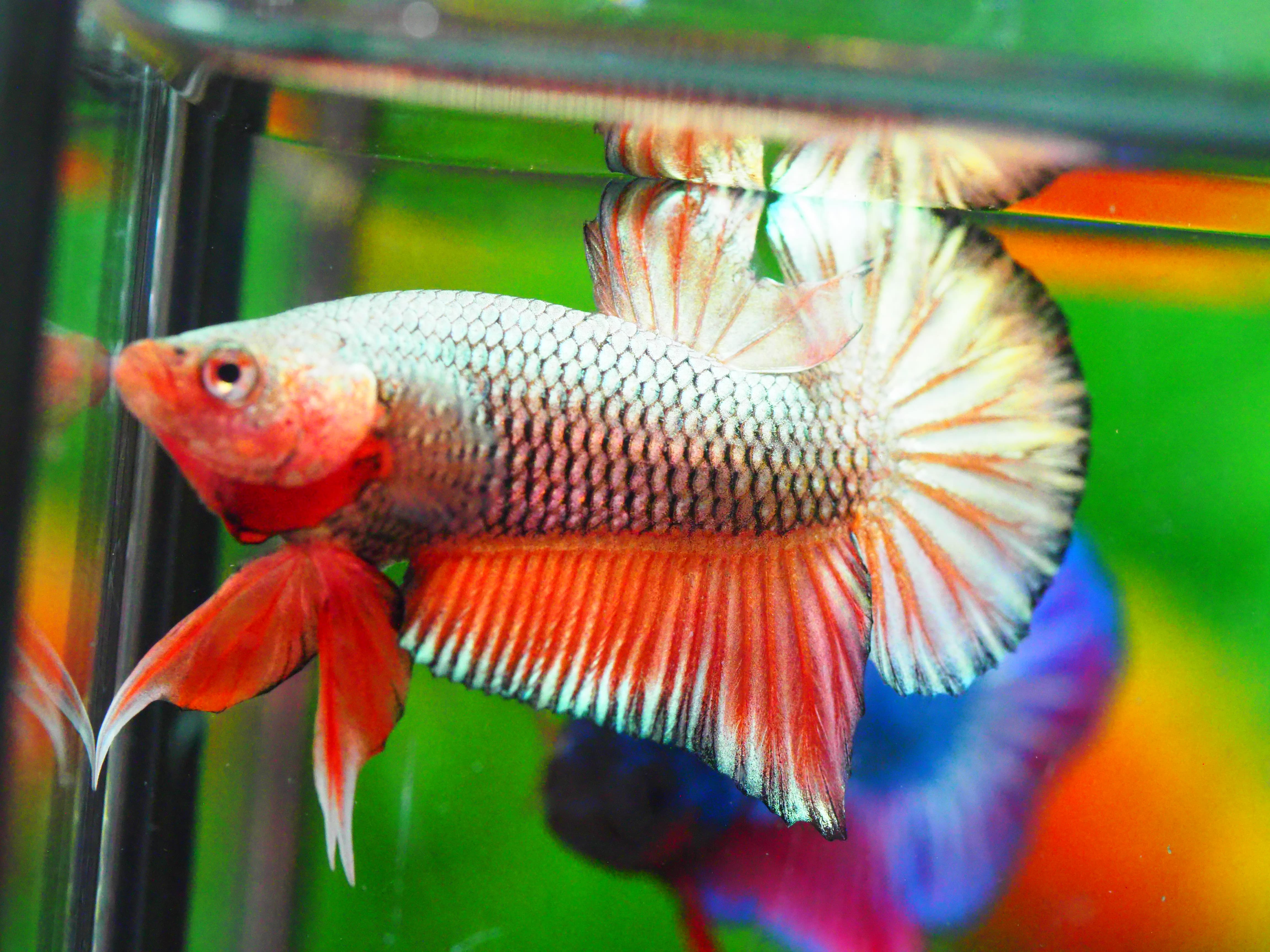 HMPK FANCY MALE GRADE A +++