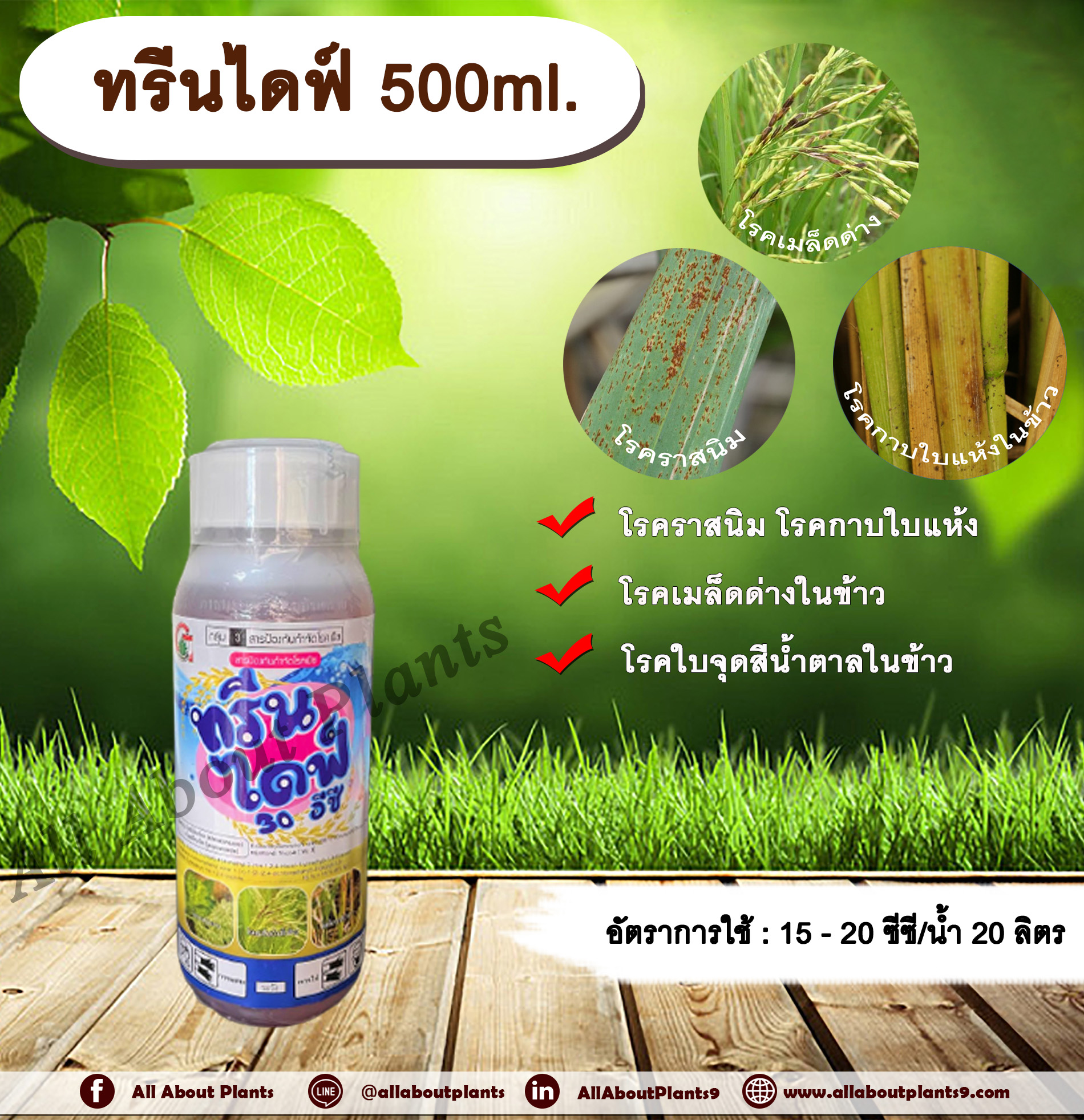 ทรีนไดฟ์ 500ml. ไดฟีโนโคนาโซล+โพรพิโคนาโซล สารกำจัดเชื้อรา โรคเมล็ดด่าง โรคราสนิม โรคใบจุดสีน้ำตาล โรคกาบใบแห้ง กรีนลีฟส์ allaboutplants ชิ้น