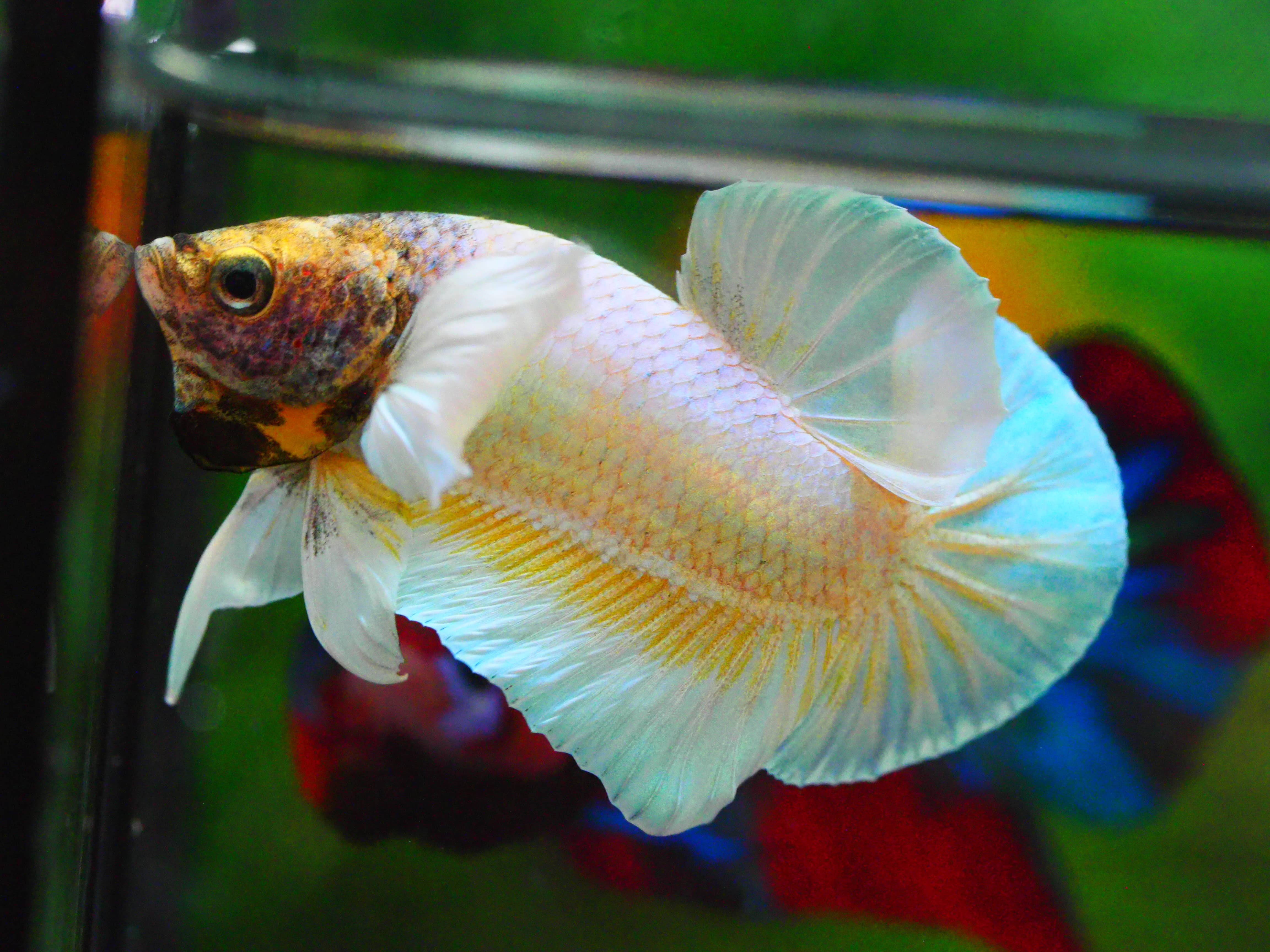 HMPK DUMBO MALE GRADE A +++