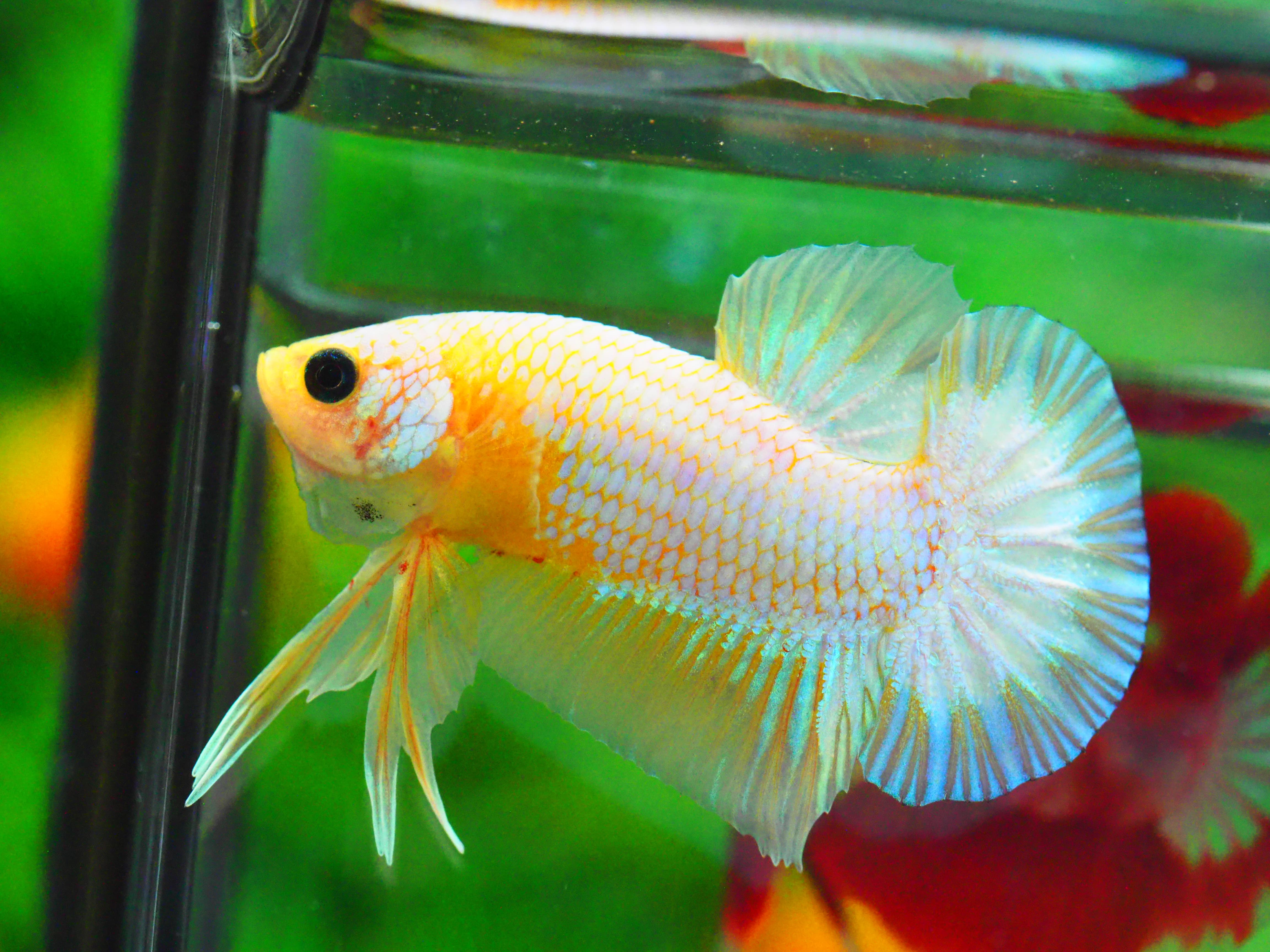 HMPK FANCY MALE GRADE A +++