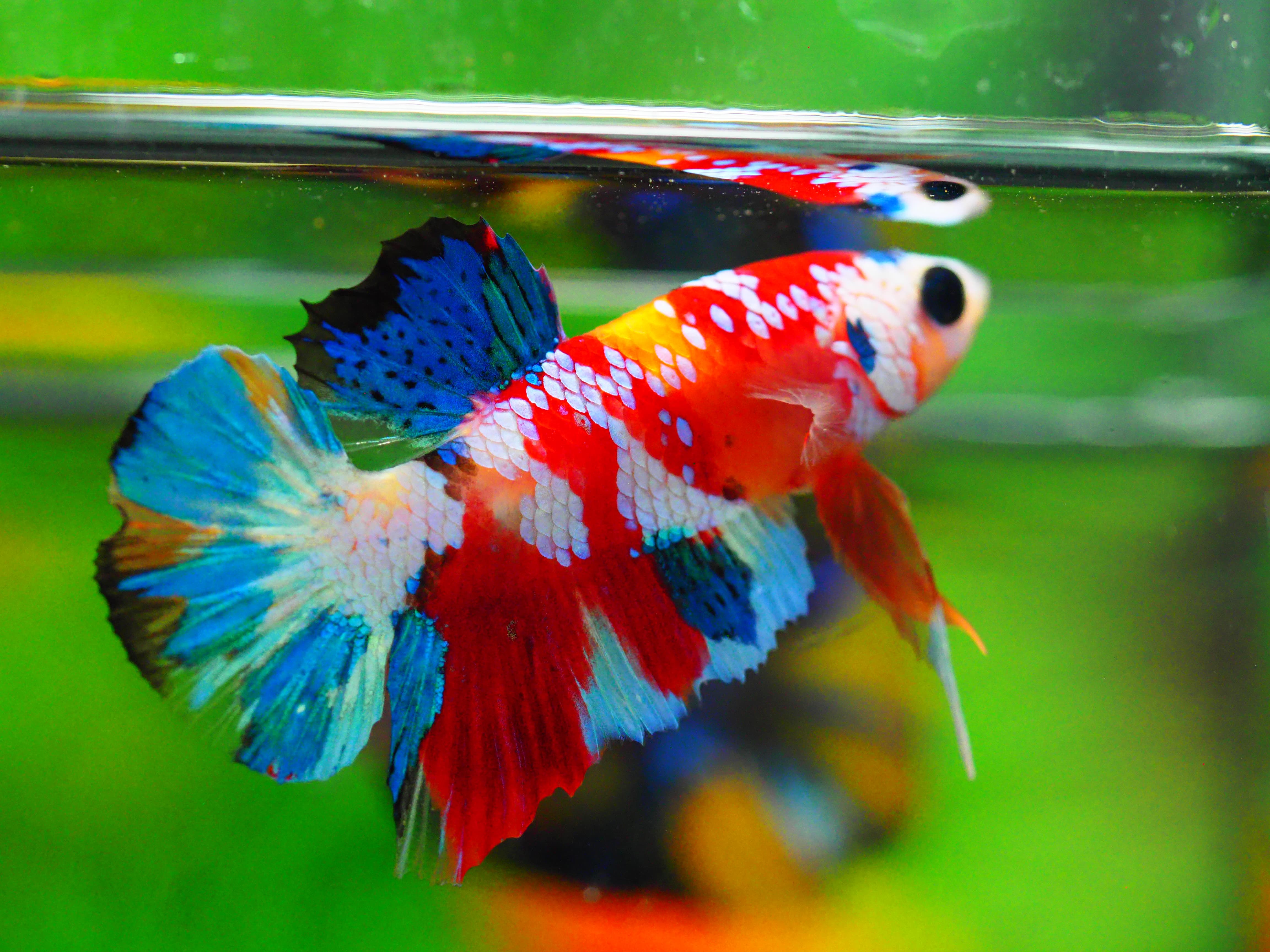 HMPK KOI GALAXY MALE GRADE A +++