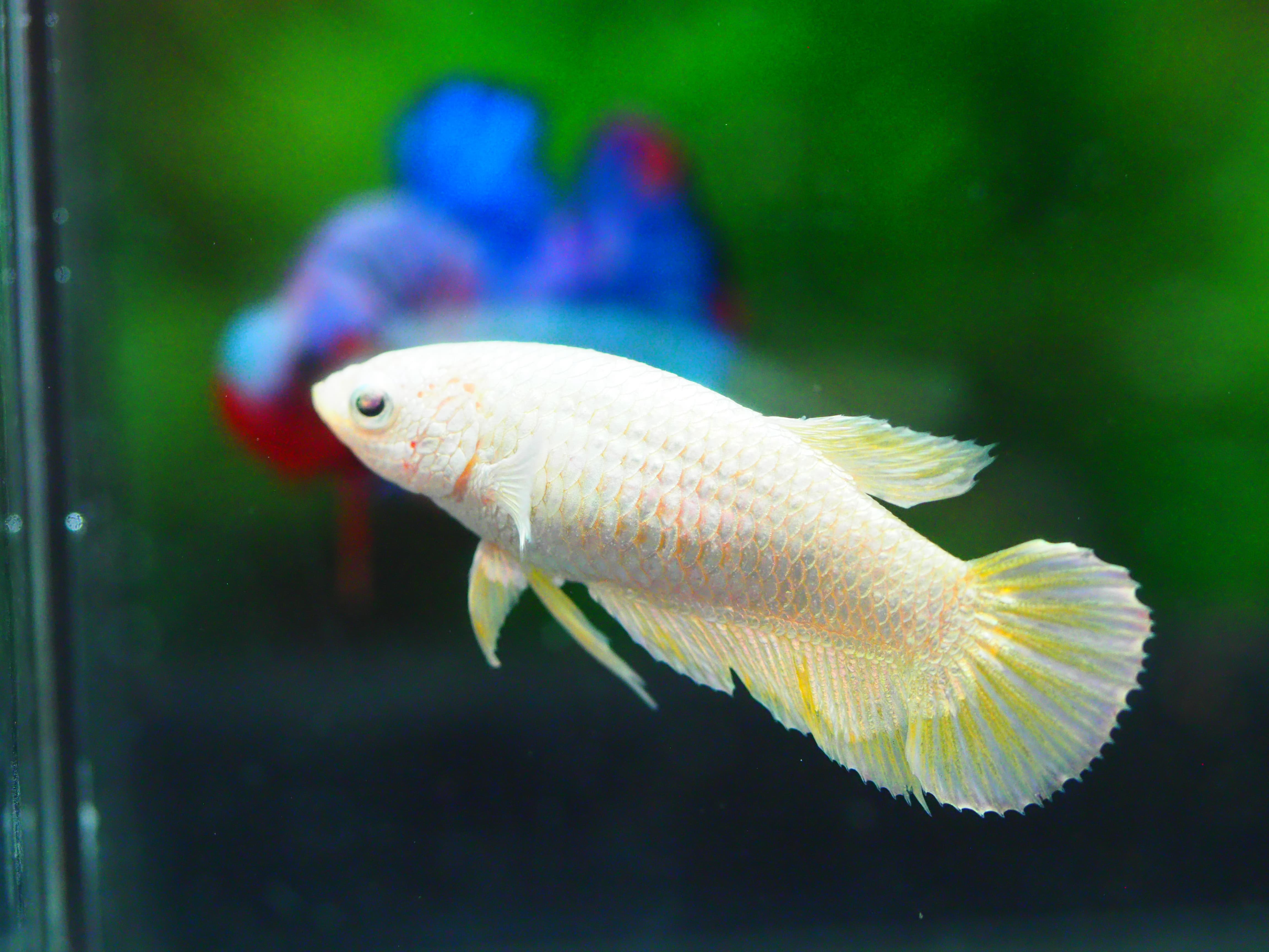 HMPK DRAGON FEMALE GRADE A +++