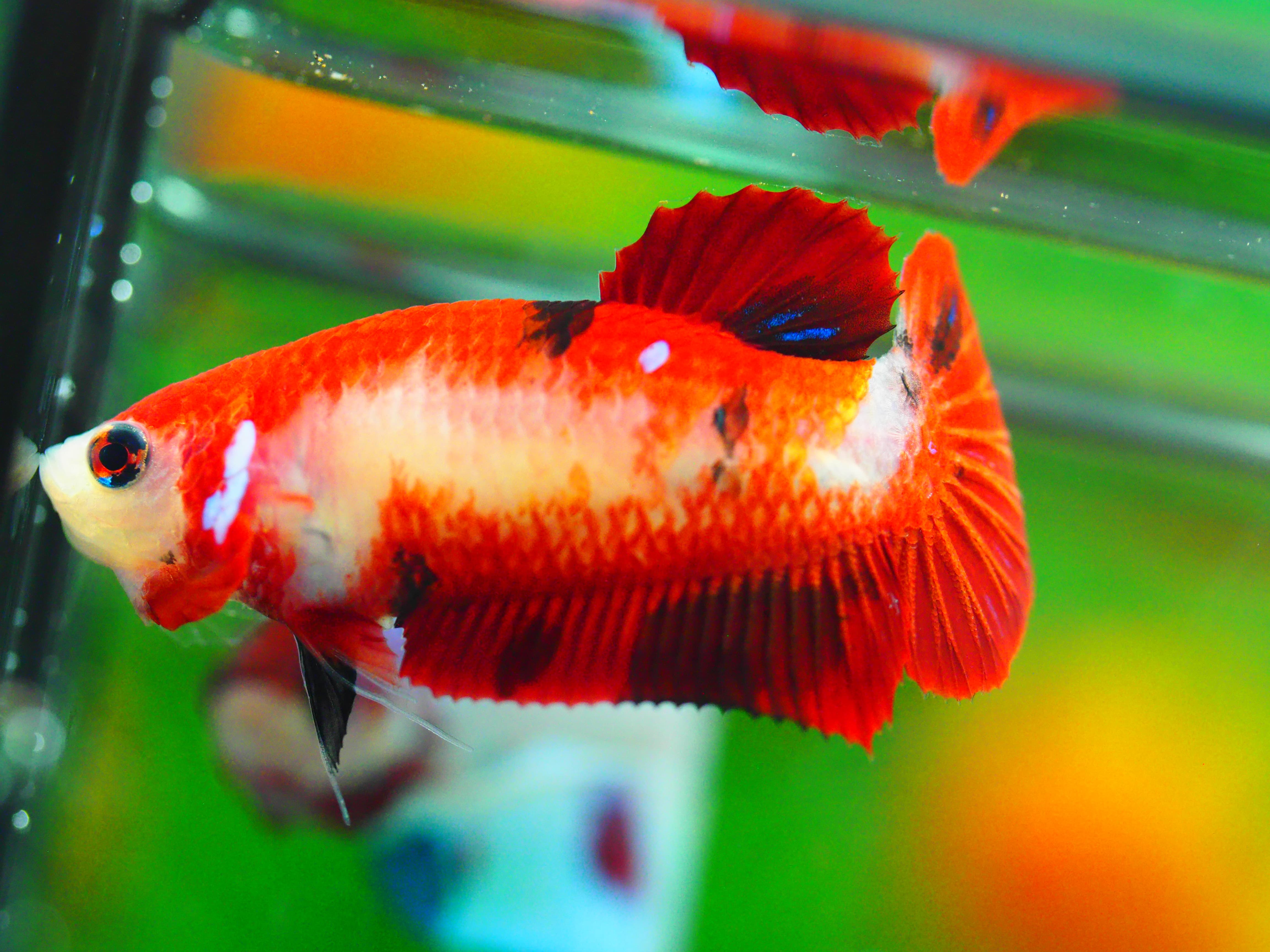 HMPK KOI GALAXY FNMALE GRADE A +++