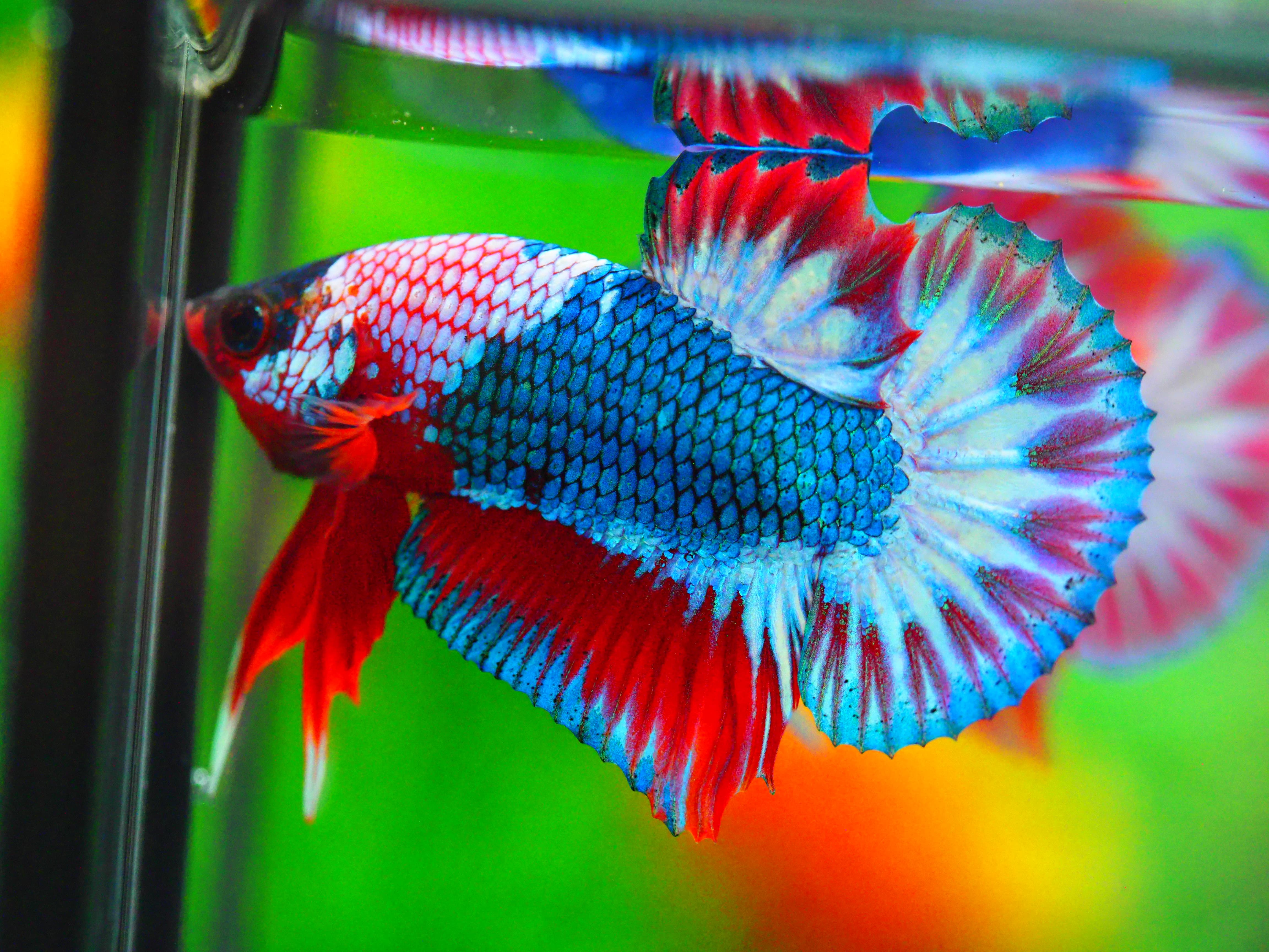 HMPK FANCY MALE GRADE A +++