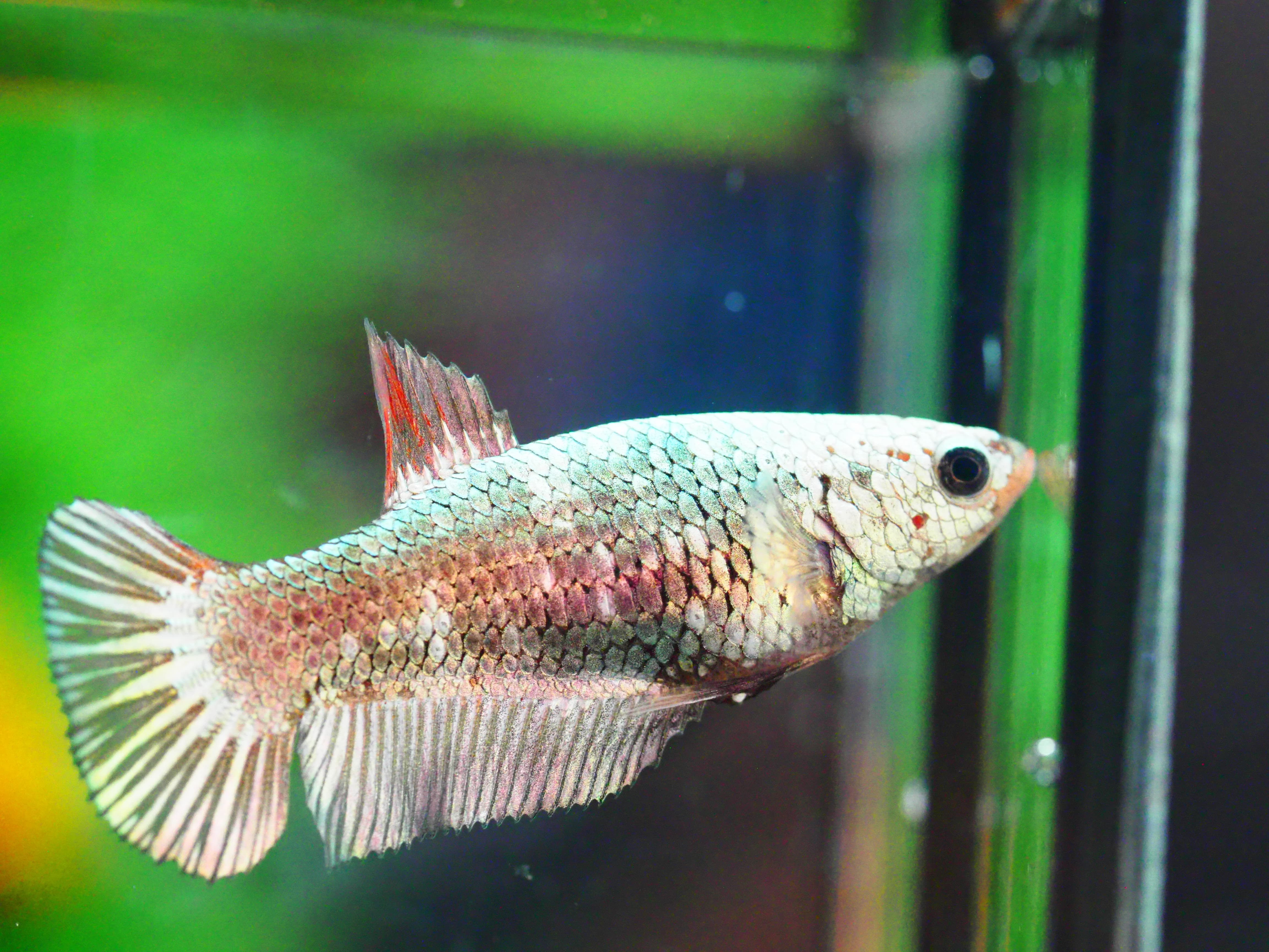 HMPK FANCY MALE GRADE A +++