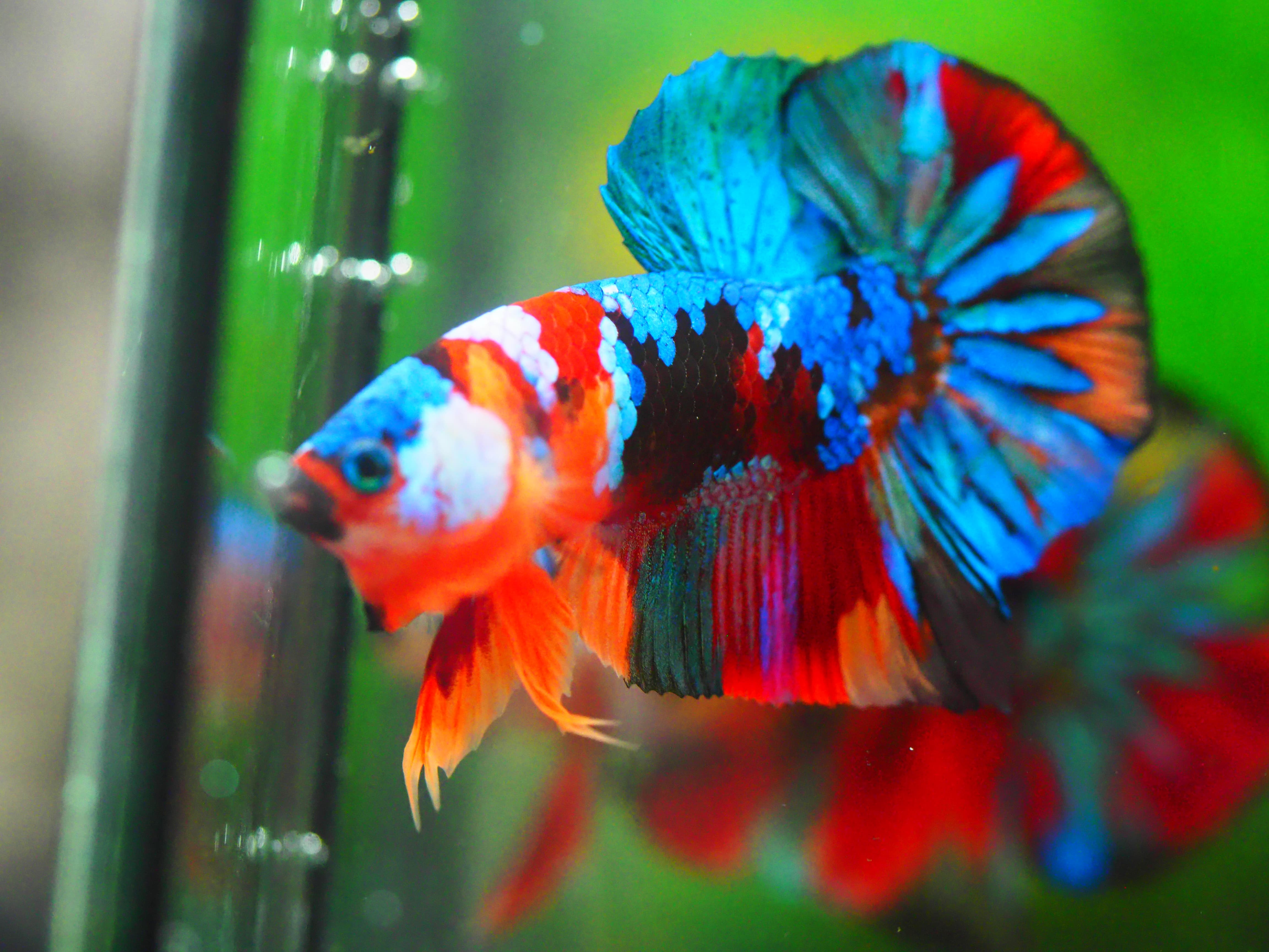 HMPK KOI GALAXY MALE GRADE A +++