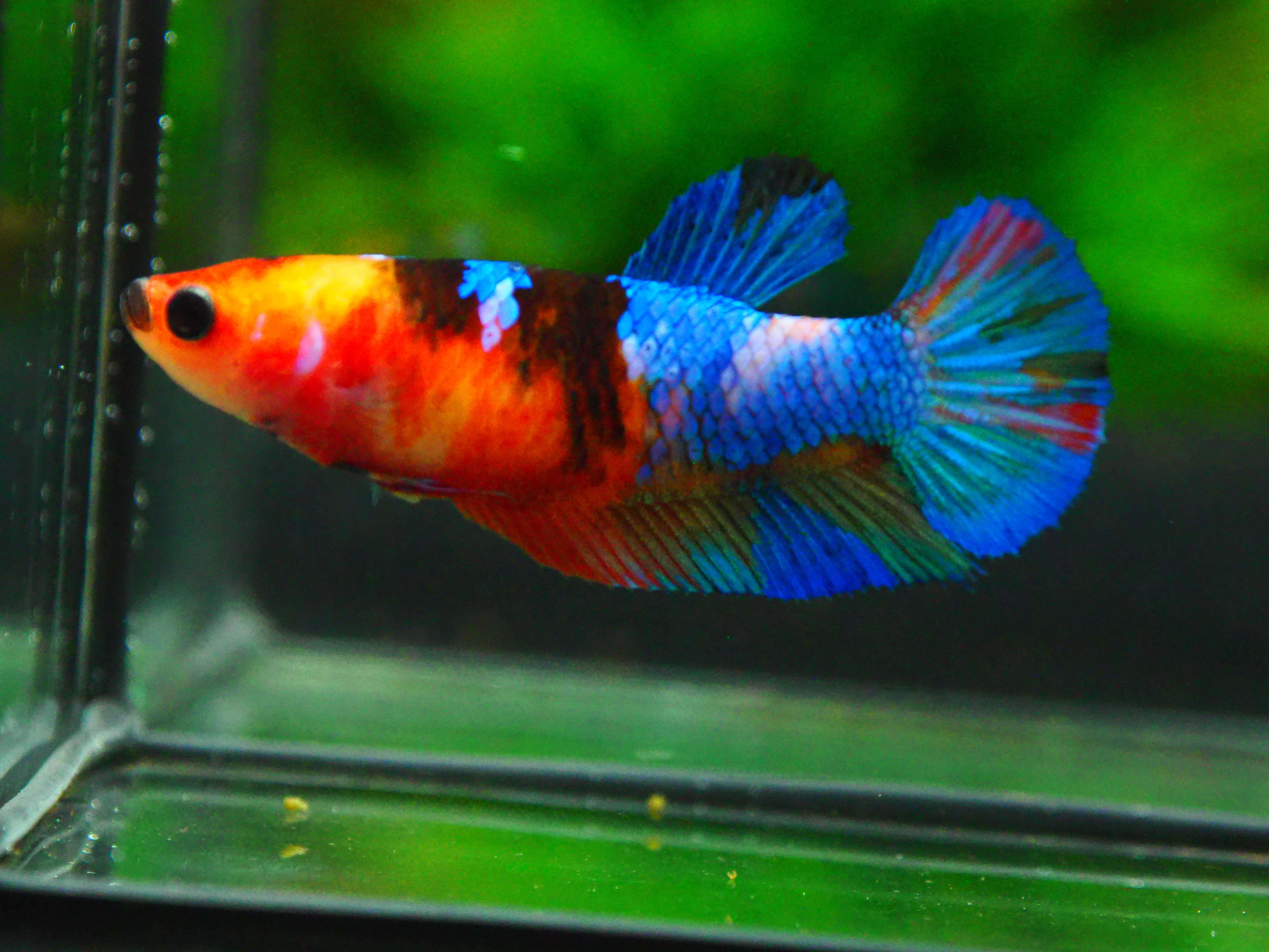 HMPK NEMO GALAXY FN MALE GRADE A +++