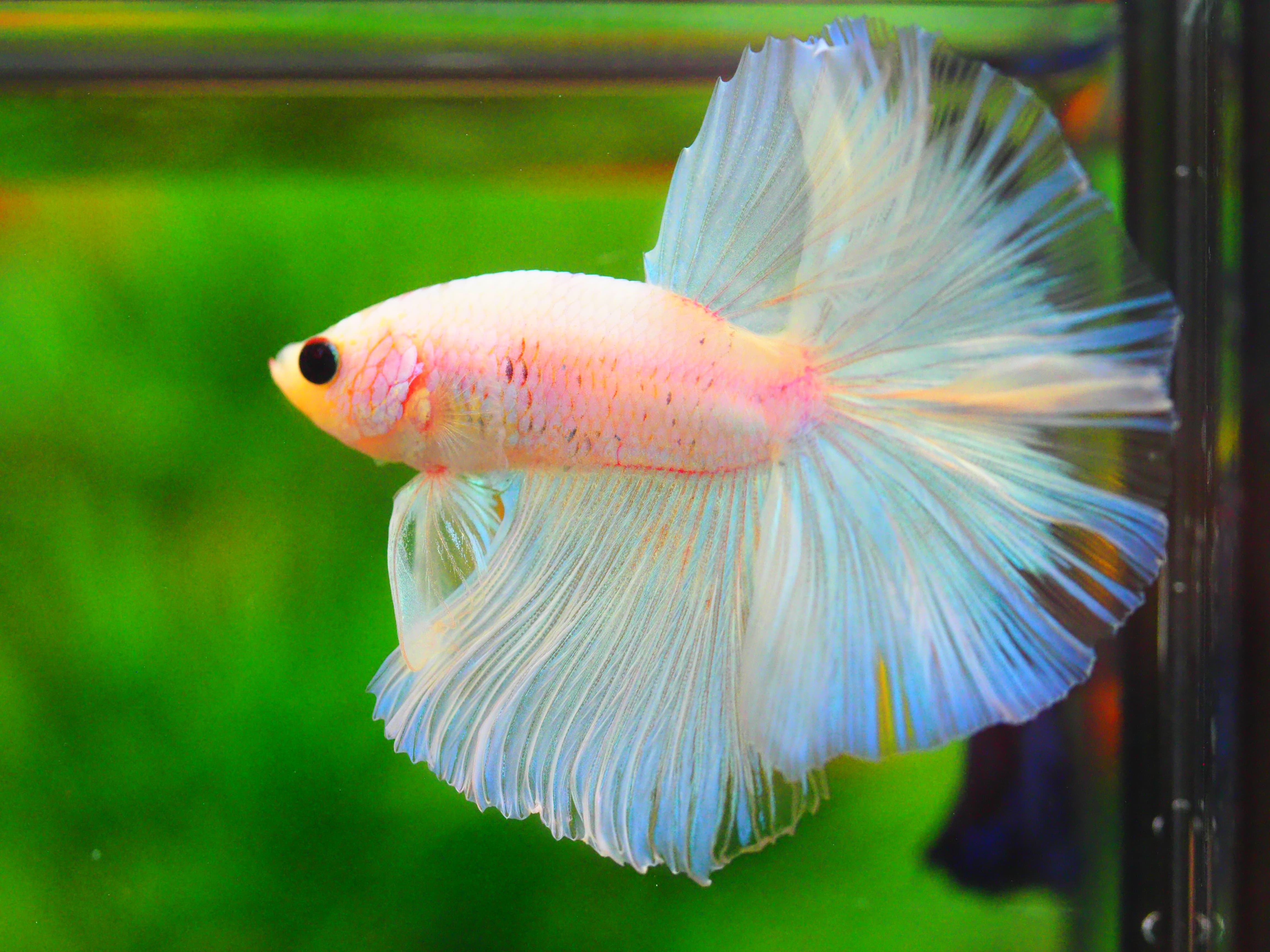 HM FANCY MALE GRADE A +++